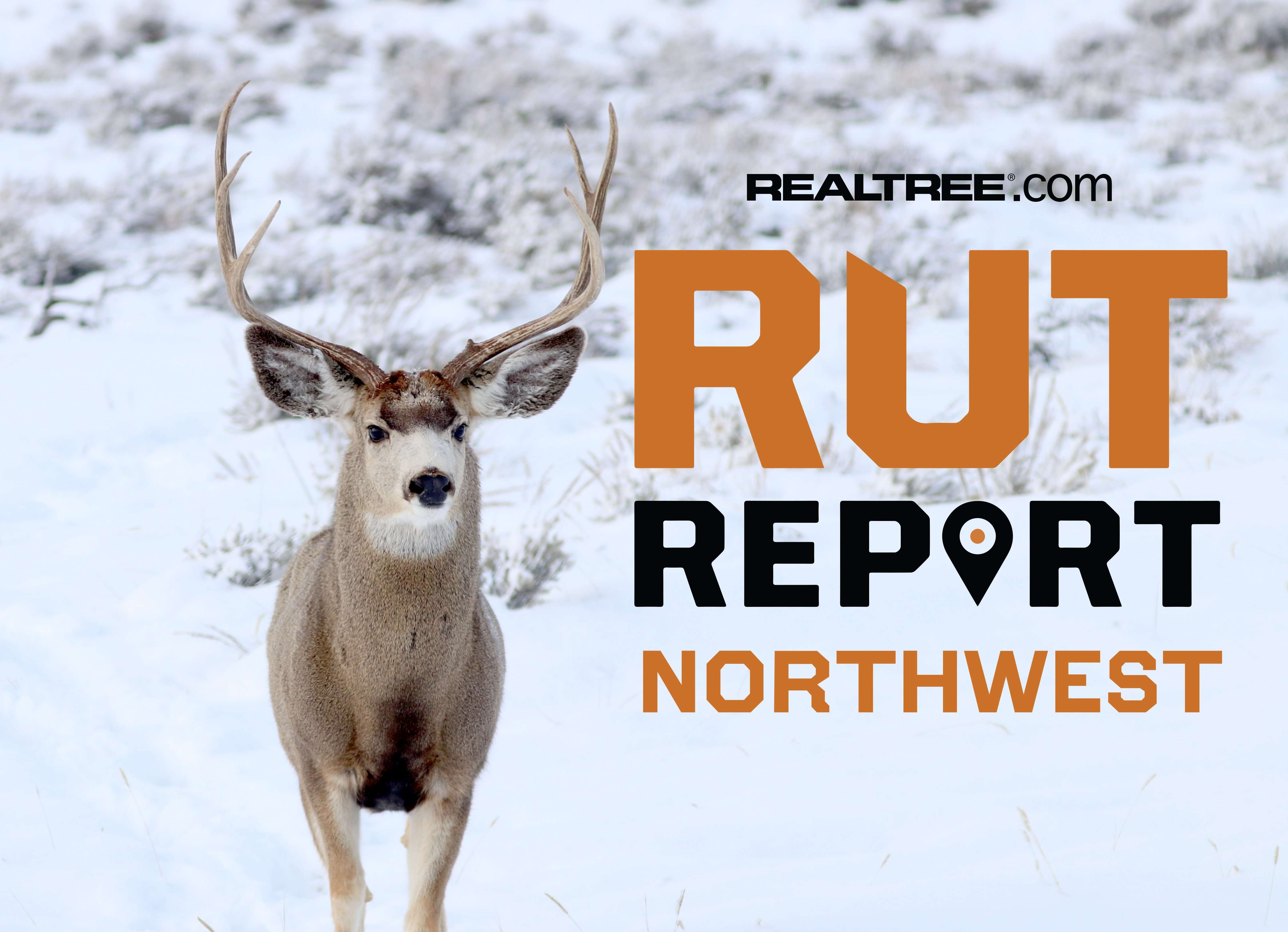 Northwest Rut Report: Bucks Disappear Along with Hunting Seasons ...