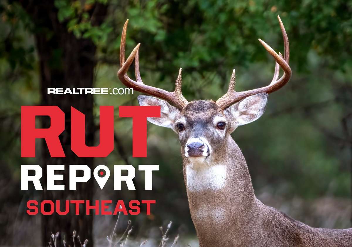 Southeast Rut Report, Week 4: Despite Hot Weather, Buck Activity ...