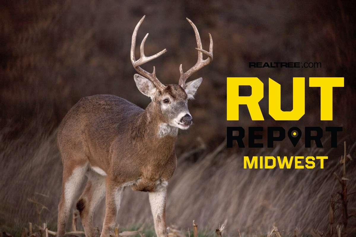 Midwest Rut Report: Bucks Mostly Locked Down, Cruising and Seeking ...