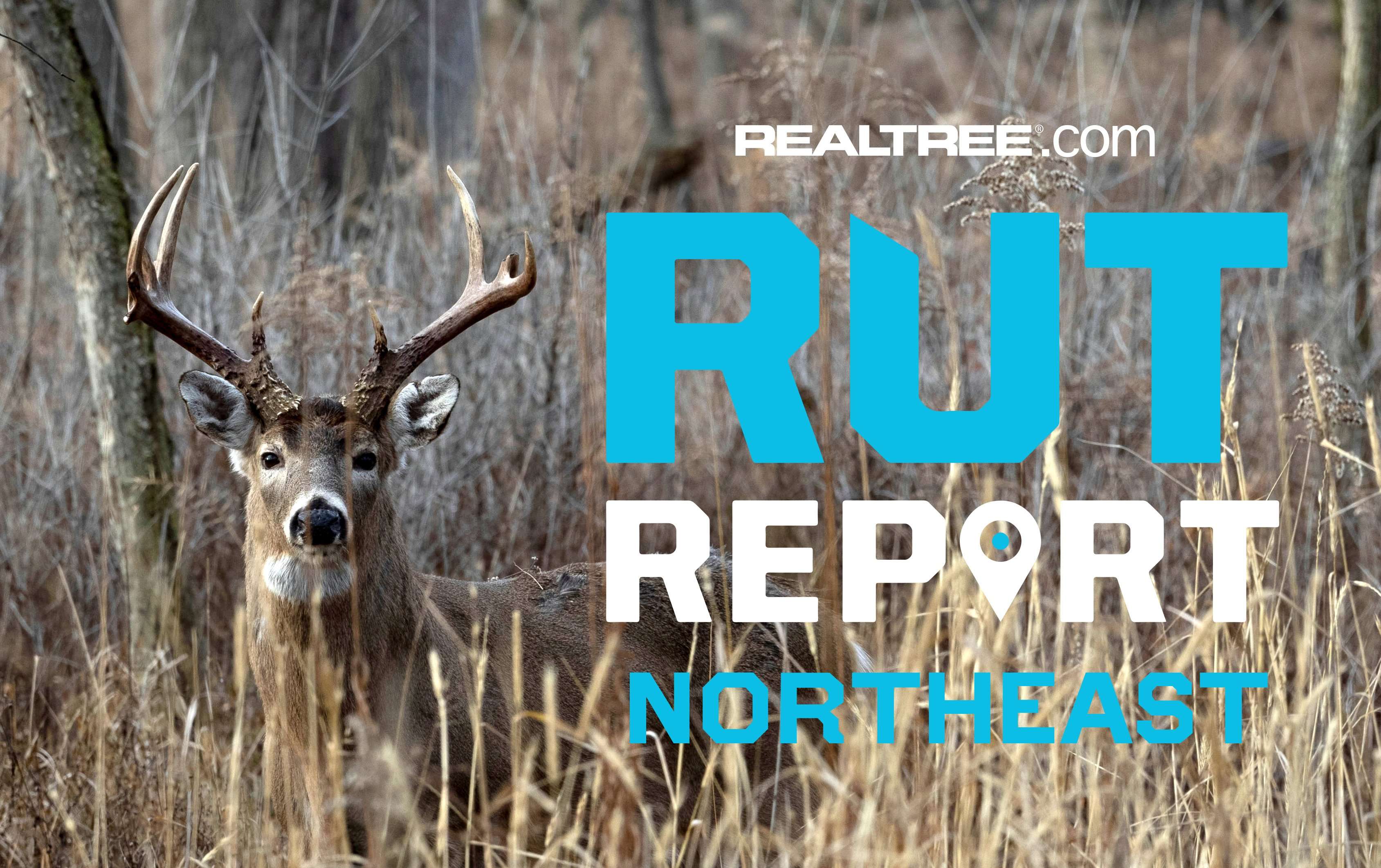 Northeast Rut Report, Week 6: The Beginning of the Breeding Phase is ...