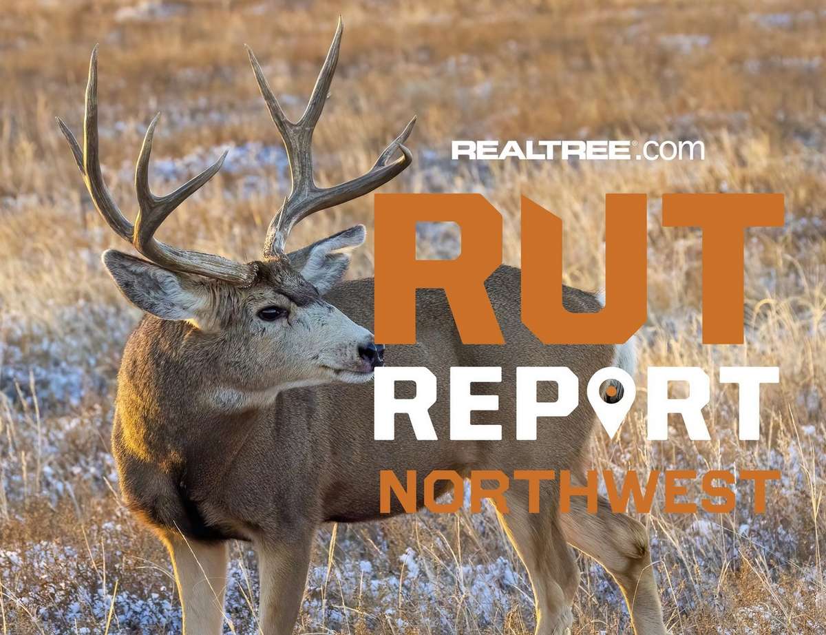 Northwest Rut Report, Week 7: Montana Muleys and Whitetails Reach Peak ...