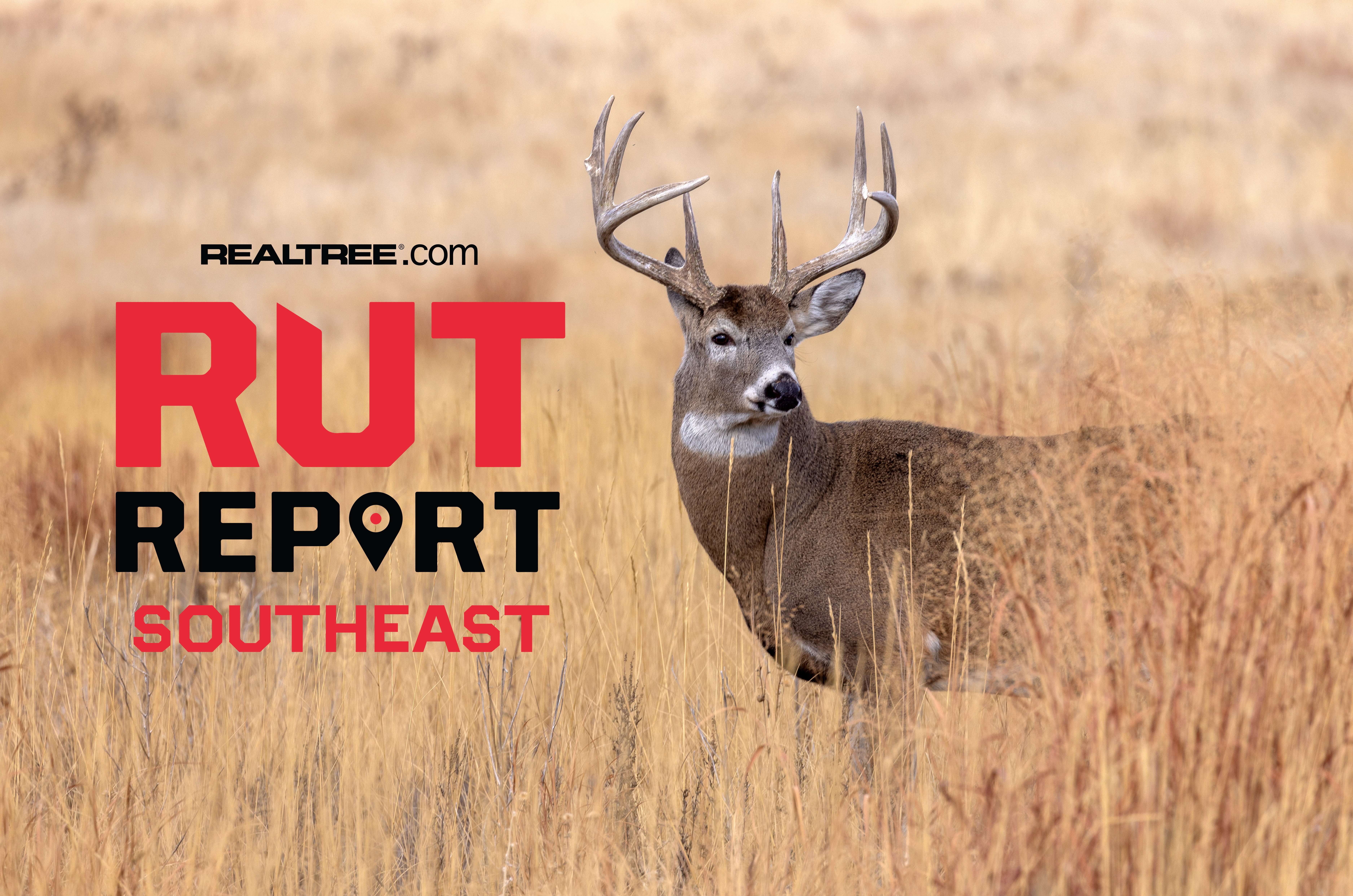 Southeast Rut Report: Rut Action Varies Wildly Across the Southeast ...