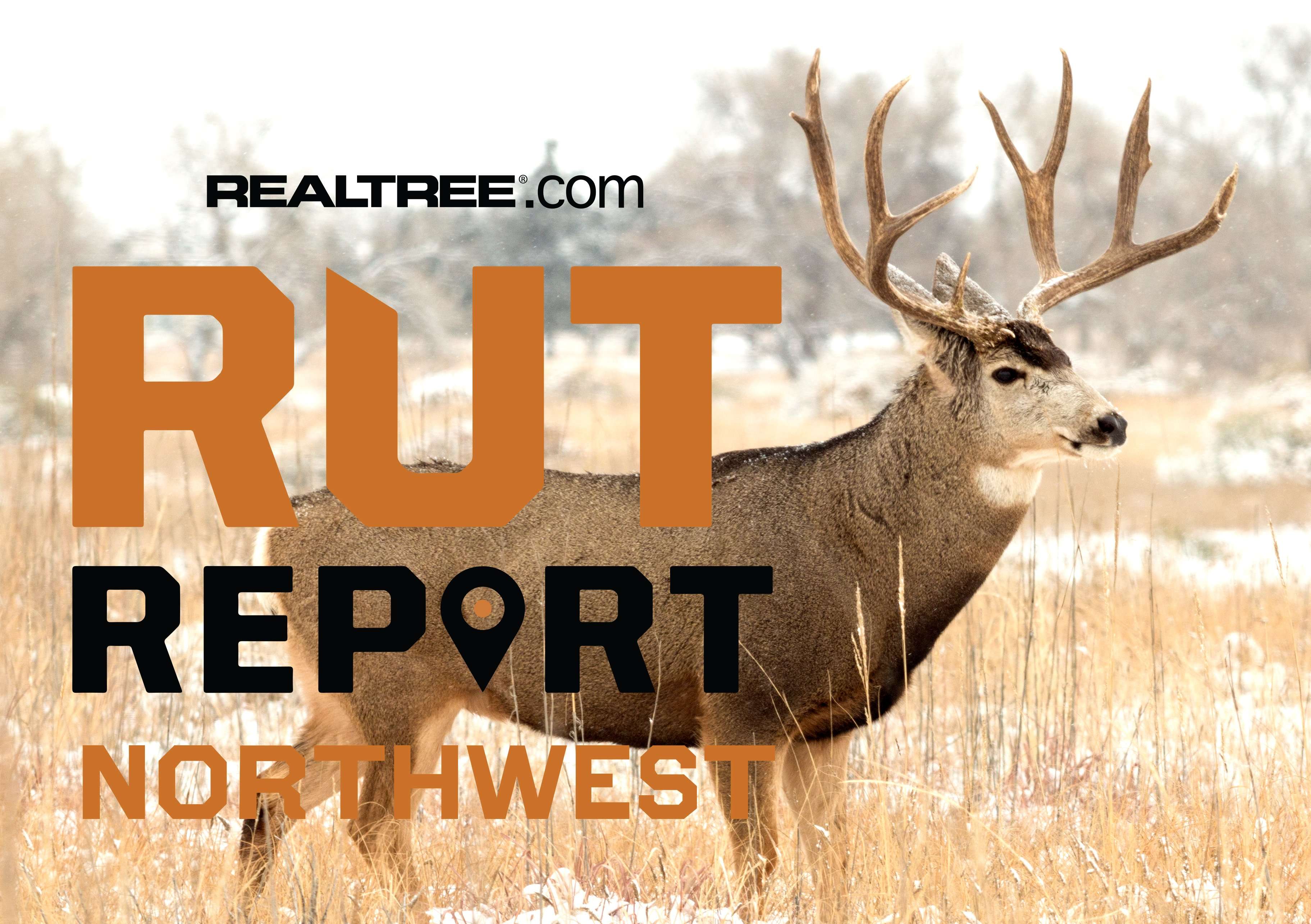 Northwest Rut Report: Mule Deer Rut Cools Down, Whitetail Rut Heats Up ...