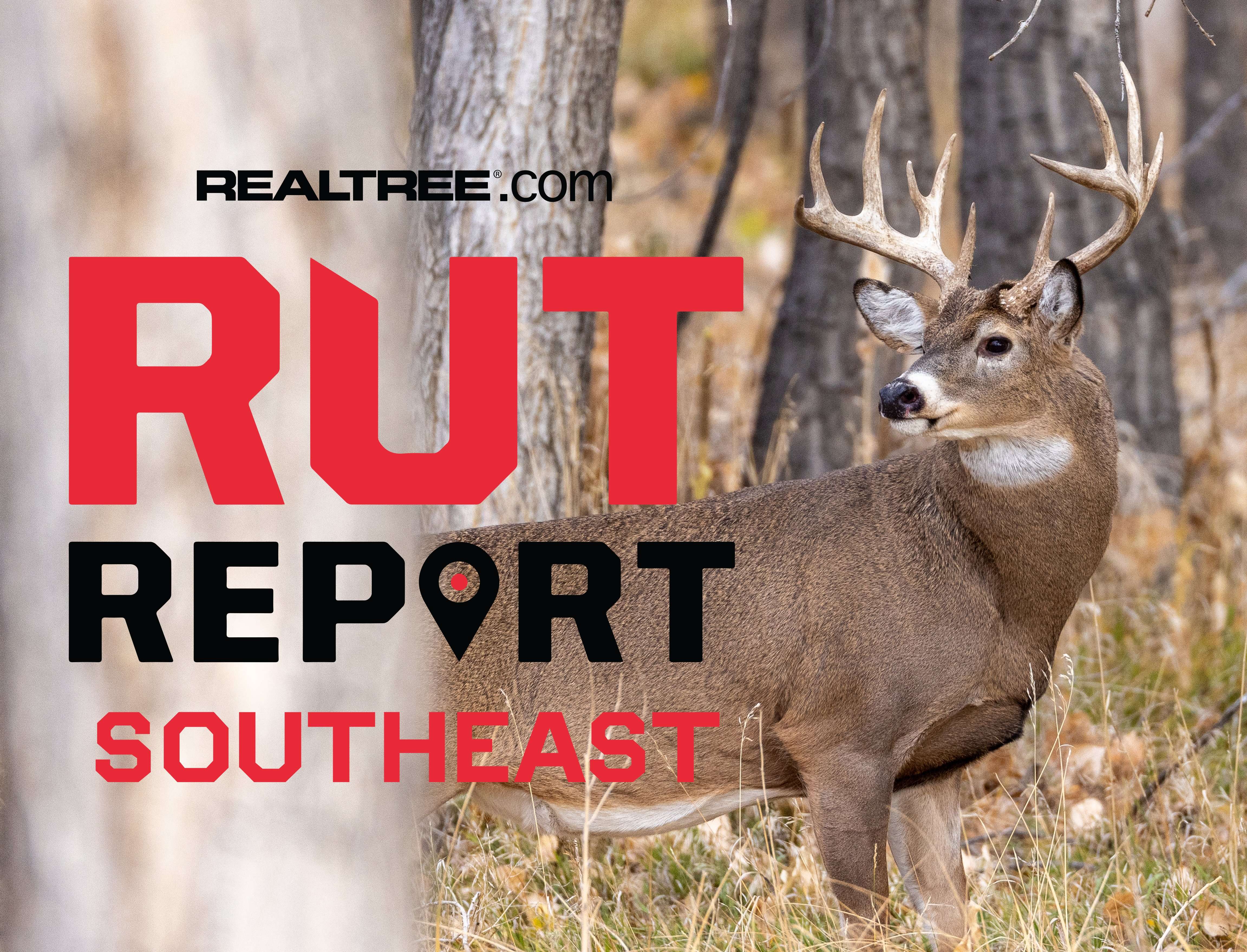 Southeast Rut Report, Week 8: Rut Activity Increasing in Parts of Deep ...