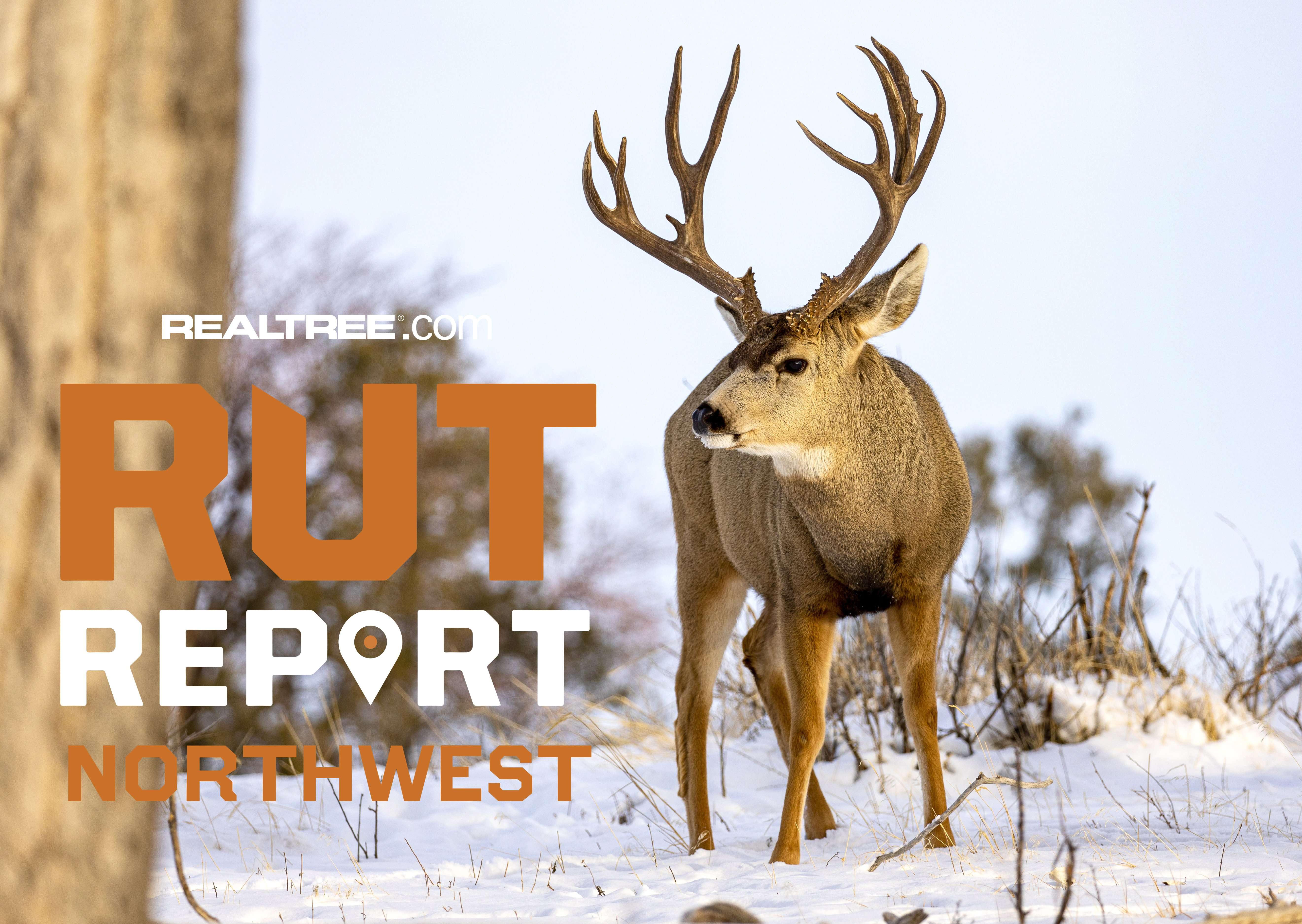 Northwest Rut Report, Week 9: Hunting Seasons Wind Down in the ...