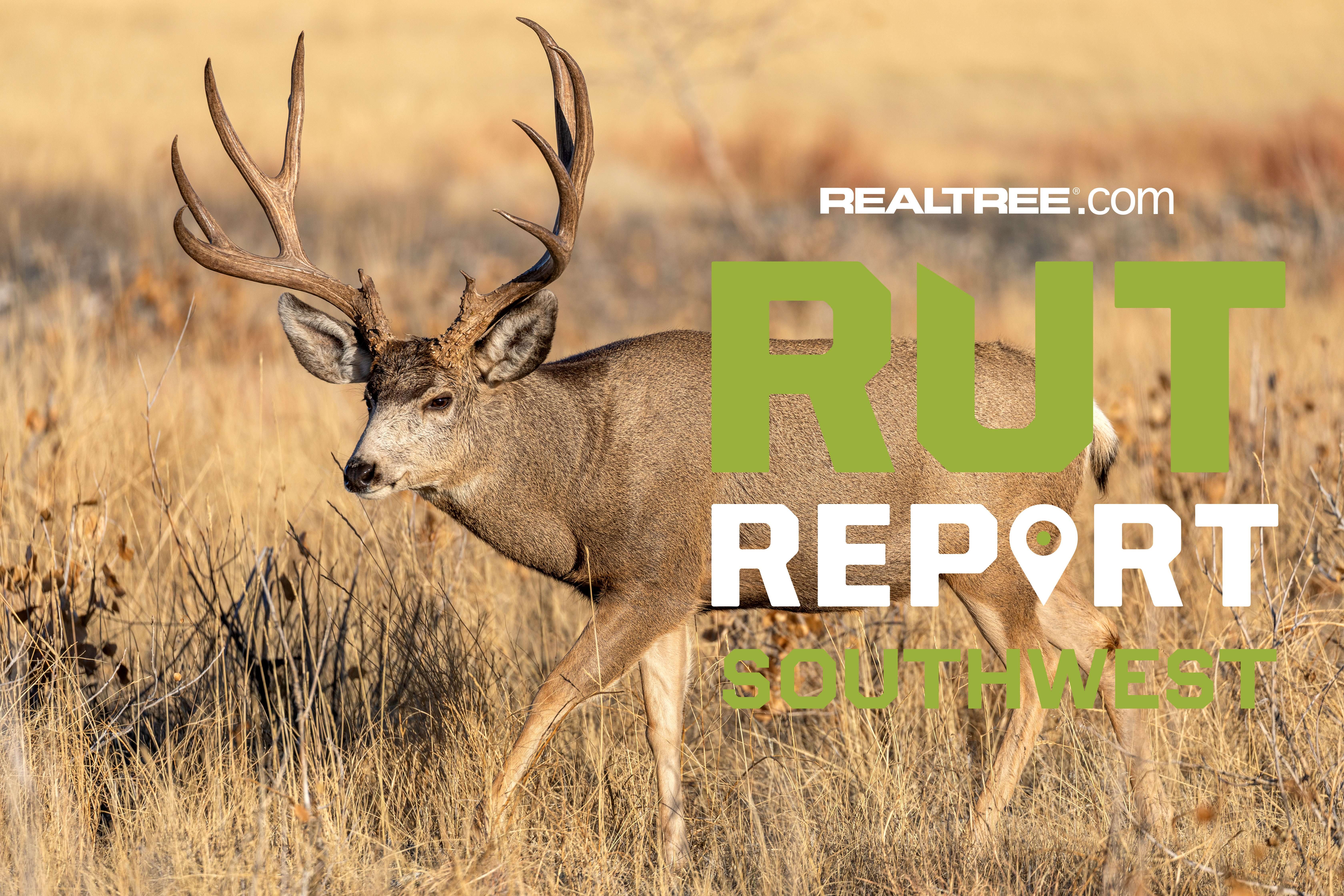 Mid Week Rut Image Southwest Rut Report, Week 9: Rut Activity Picking Up Deeper into the ...