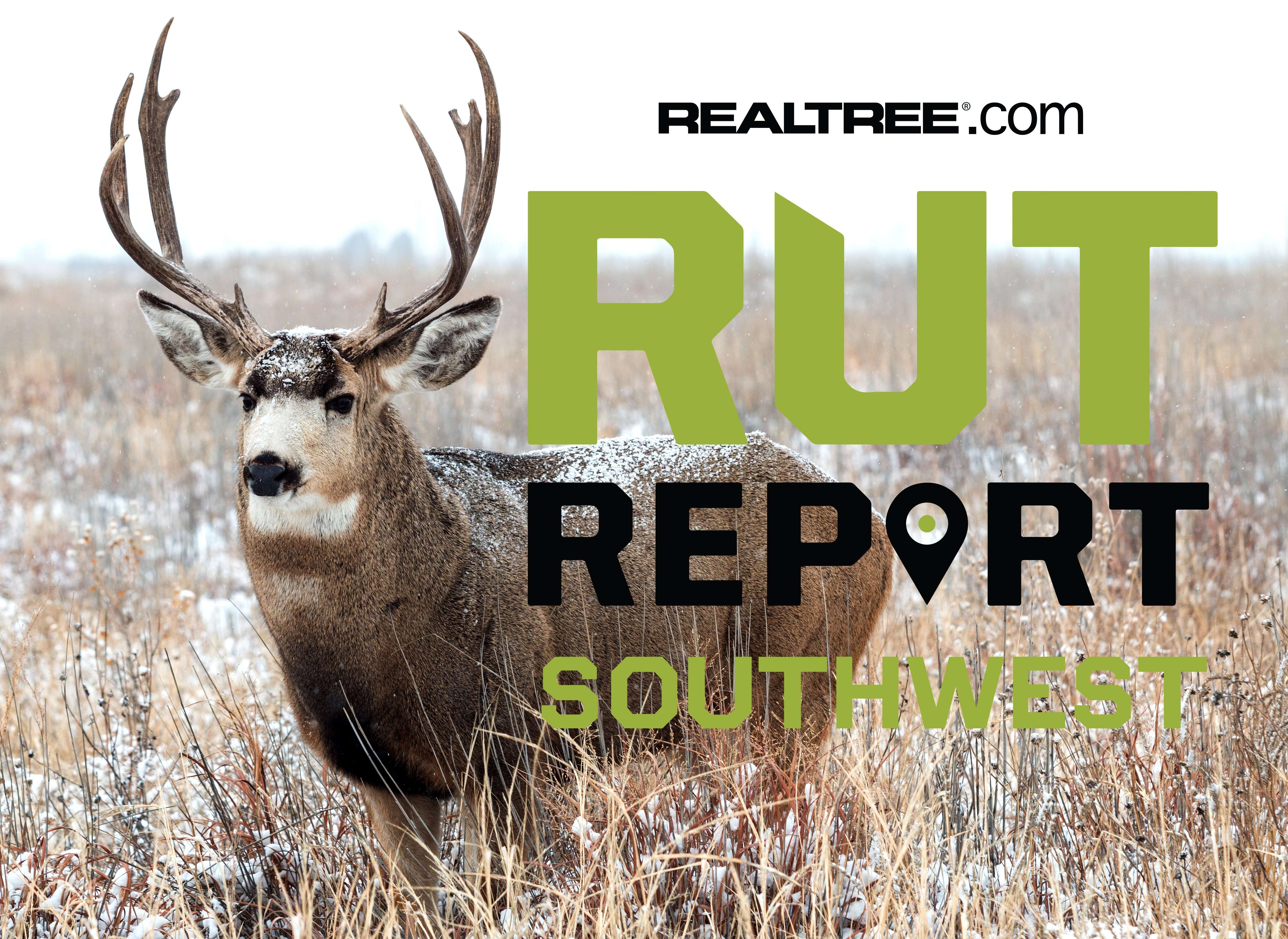 Southwest Region Rut Report: Deep Southwest Seeing Pre-Rut Activity ...