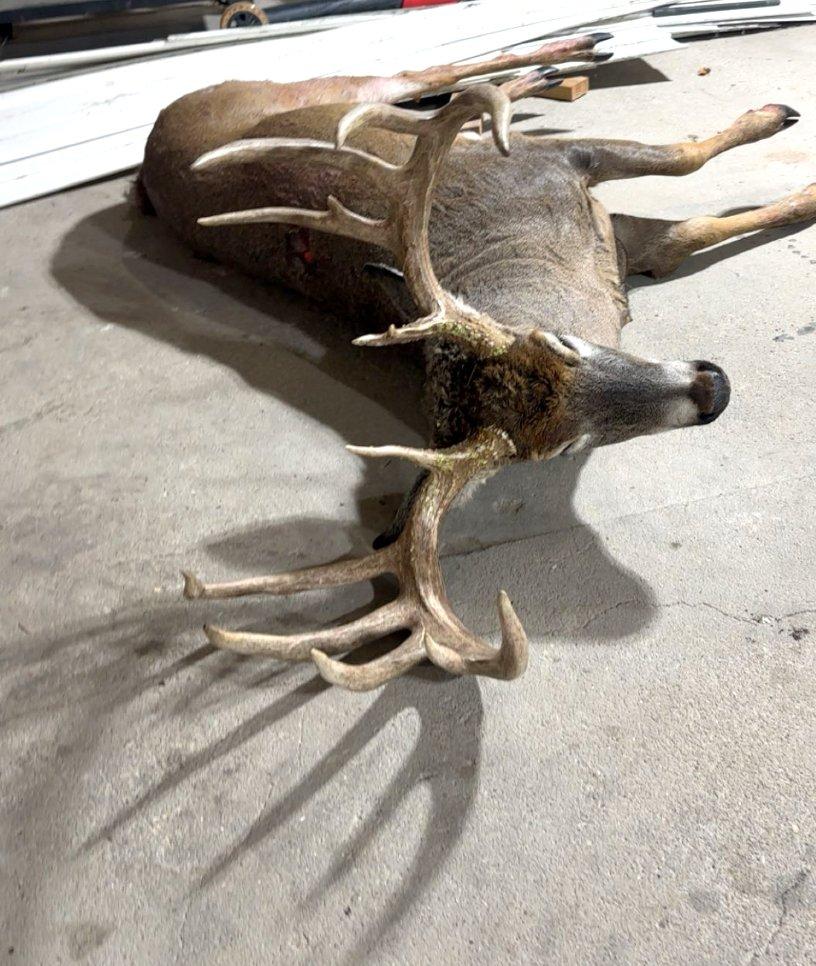 Image: rr_horstman_4