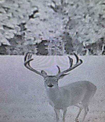 Image: rr_justin_curtis_7