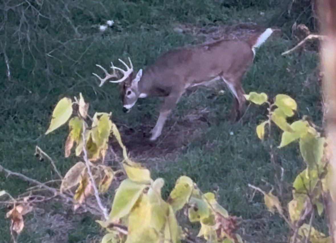 Image: rr_lohmeier_1