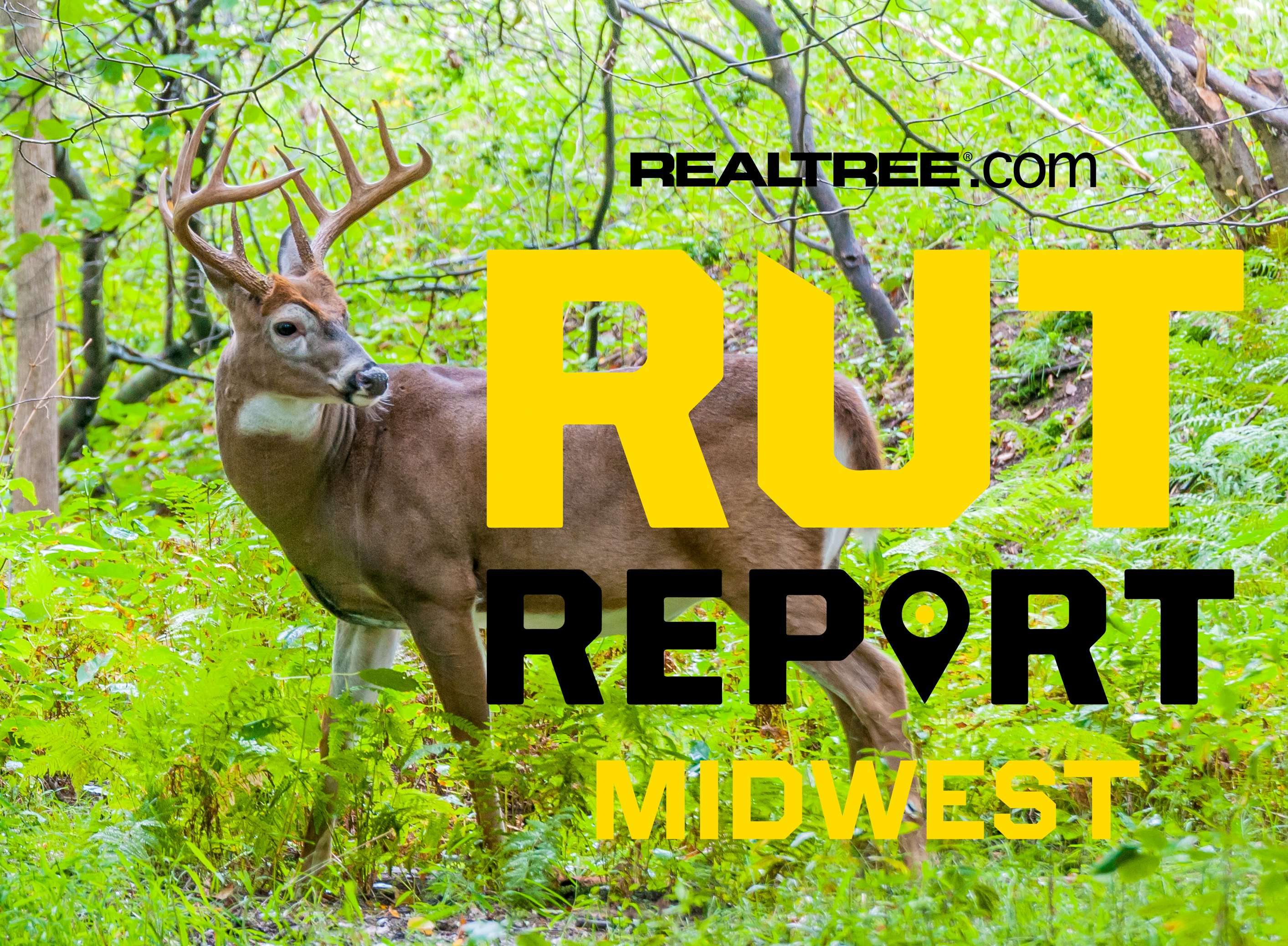 Buck Rising Midwest Rut Report Season Kickoff: Buck Activity Rising Across the ...