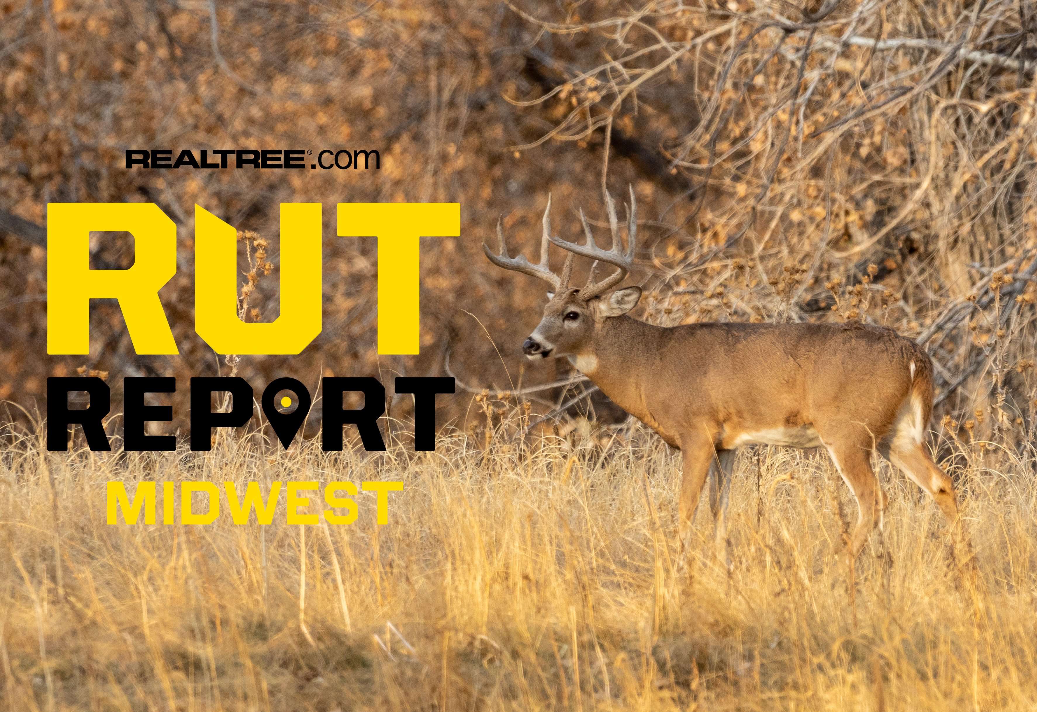 Mid Week Rut Image Midwest Rut Report: Buck Movements Sporadic, Some Midday Activity ...