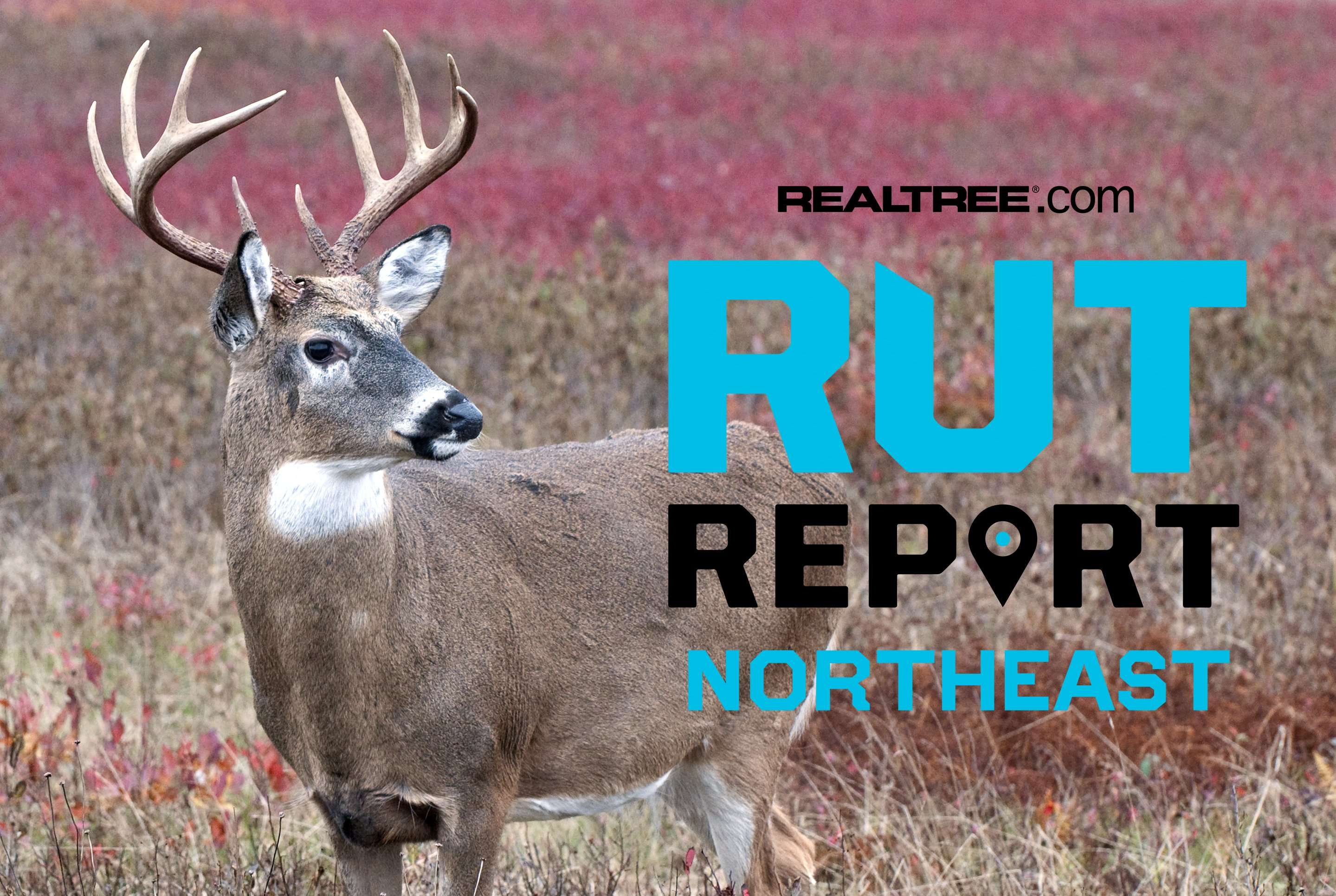Northeast Rut Report, Week 3: The Rut Juice is Flowing and the Winds of ...