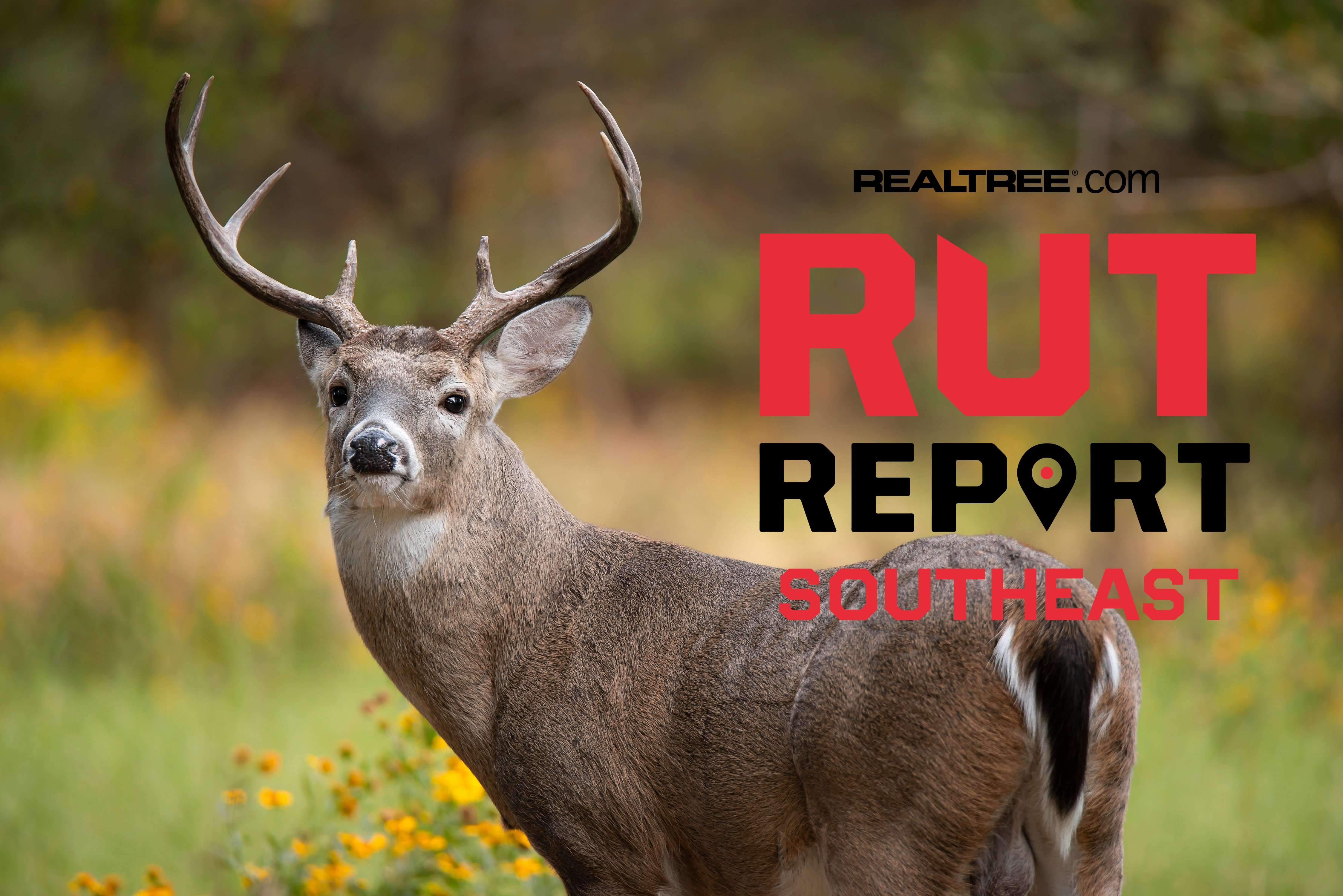 Southeast Rut Report: Some Areas Experiencing Heavy Rut Activity, But ...
