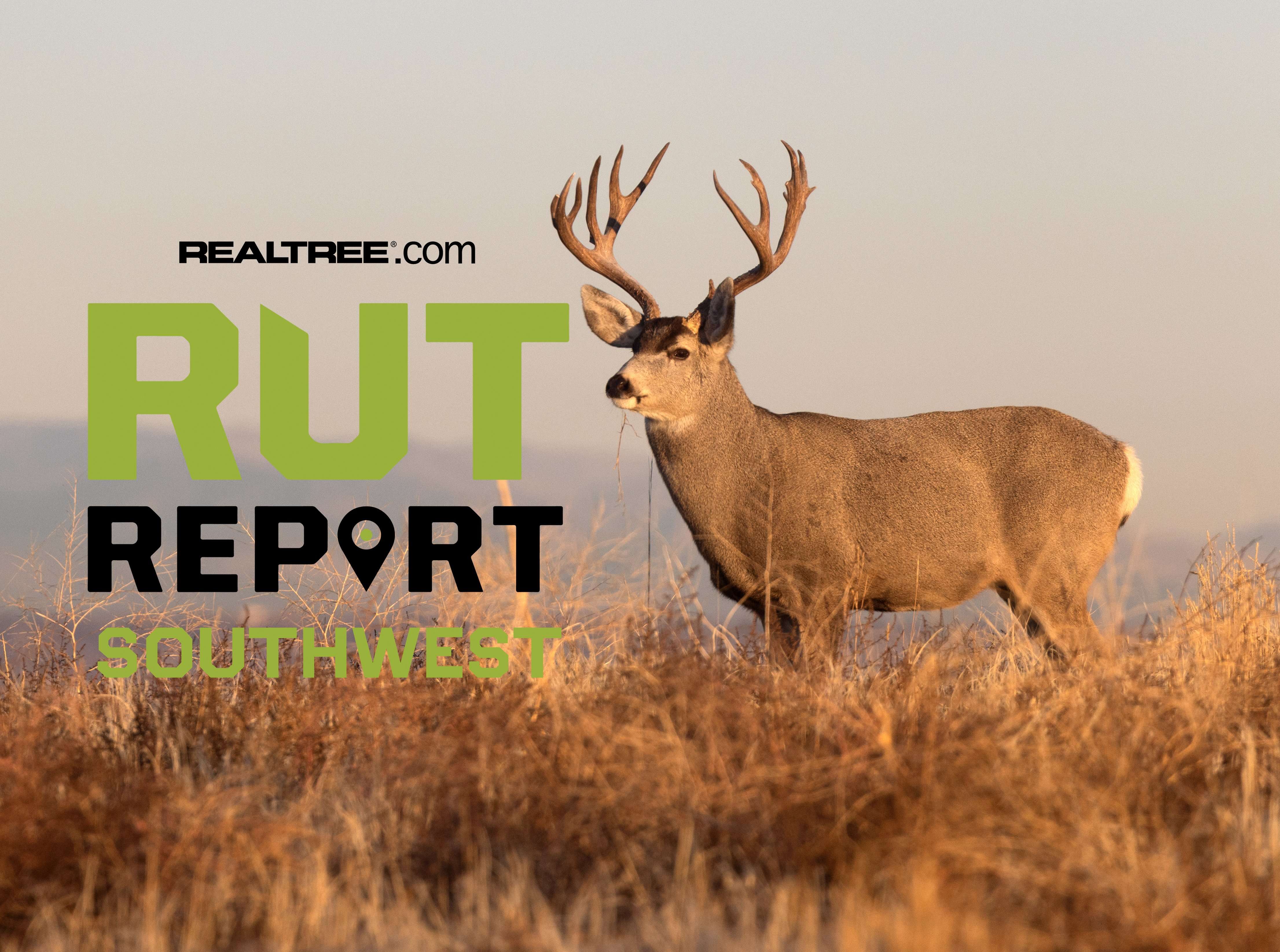 Mid Week Rut Image Southwest Rut Report, Week 2: A Lull in Mule Deer Action Before the Rut ...
