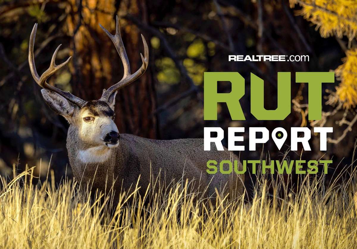 Southwest Rut Report, Week 3: Pre-Rut Activities Kicking Off - Realtree ...