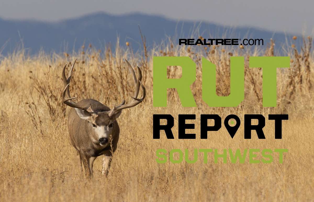 Southwest Rut Report: Rut Activity Picking Up Across the Region ...