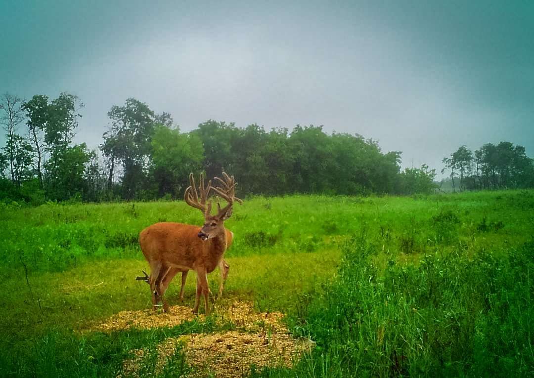 The Carrier buck packed on the inches in 2019. (Ryan Carrier photo) The Carrier buck packed on the inches in 2019. (Ryan Carrier photo)