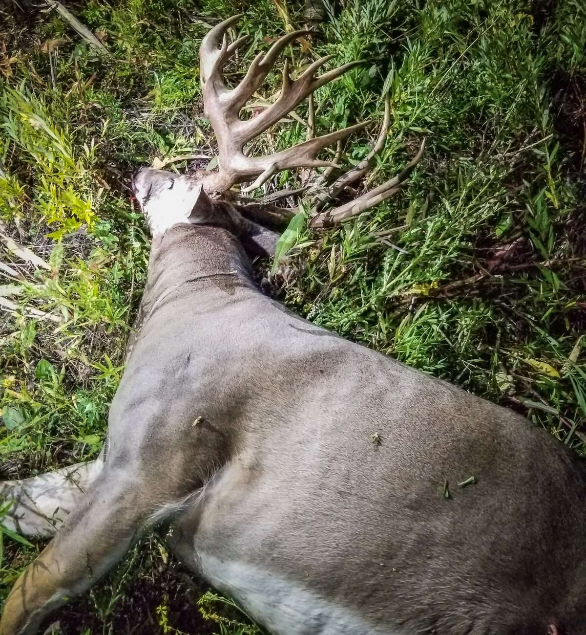 A welcoming sight for any bowhunter. (Ryan Carrier photo)