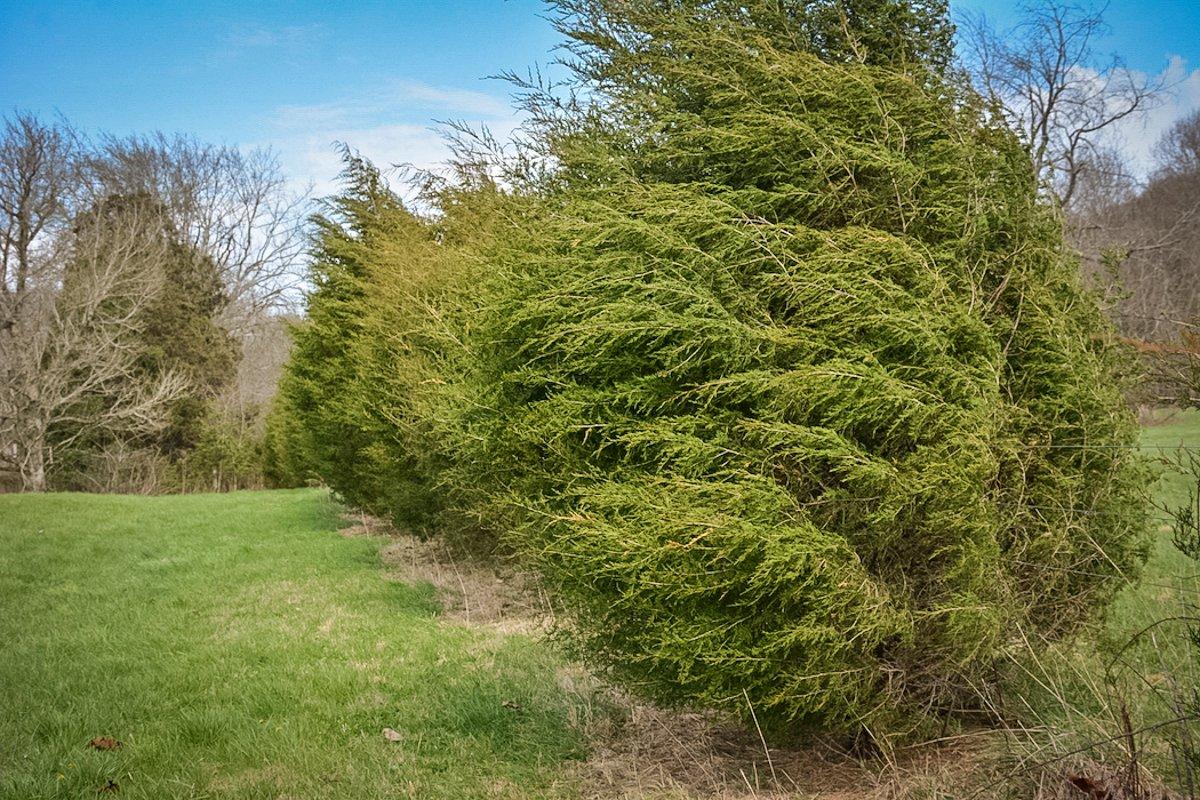 Cedar trees are like everything else, moderation is key. (Richard Hines photo)