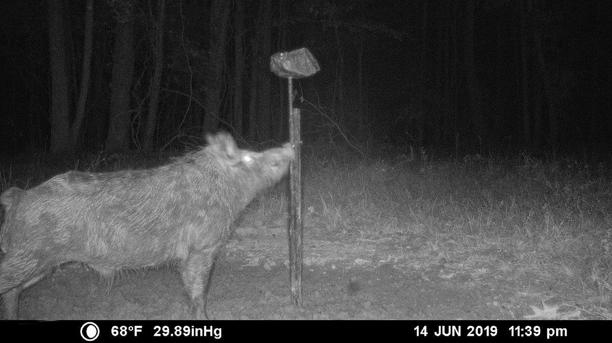 Elevating your mineral block is one way to keep hogs from consuming it. (Ron Jolly photo)