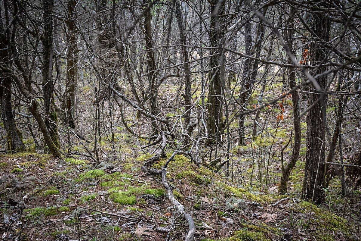 Having too many red cedar trees can damage your property. (Richard Hines photo)