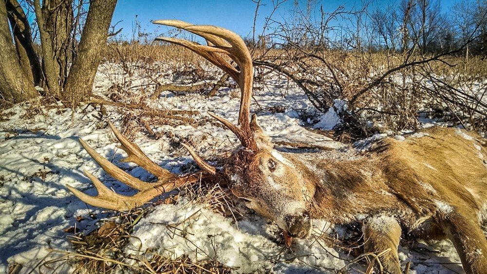 You never want to find a deer dead like this; but that's part of nature. The Stranger Buck met an unknown fate. The author did not conduct an autopsy to determine cause of death. (Scott Bestul photo)