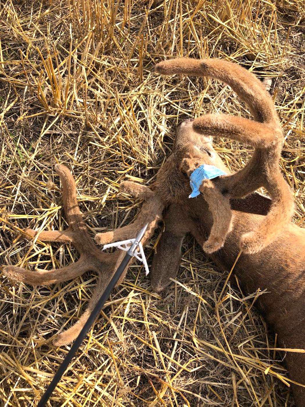 It's always rewarding when you tag a giant with stick and string. (Nicole Larson photo) It's always rewarding when you tag a giant with stick and string. (Nicole Larson photo)