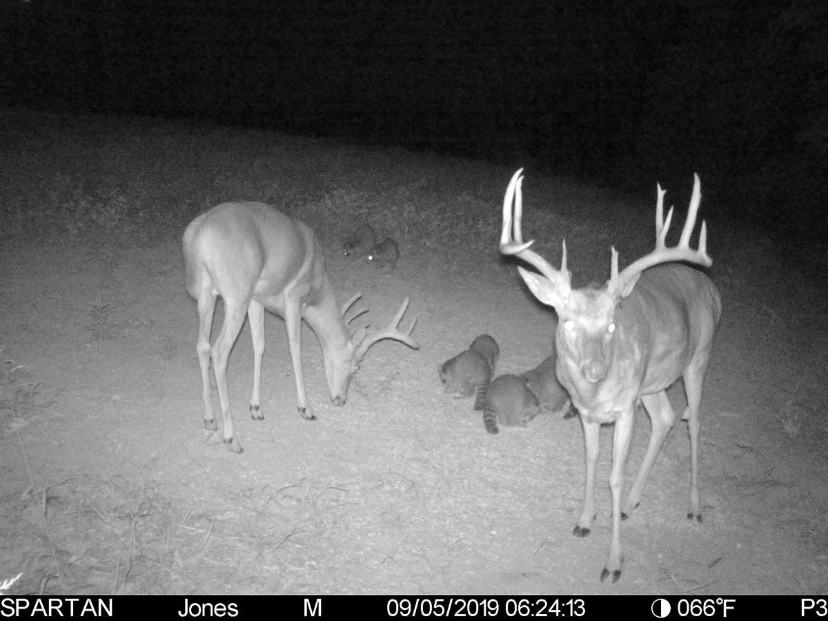 His Spartan trail camera played a big role in harvesting this buck. (Kyle Culbreth photo) His Spartan trail camera played a big role in harvesting this buck. (Kyle Culbreth photo)