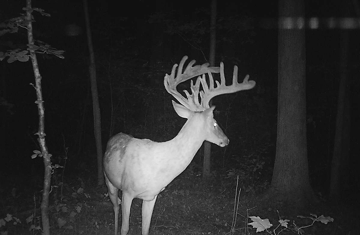 This giant whitetail is one of the largest deer ever taken in North Carolina. (Tory Pegg photo)