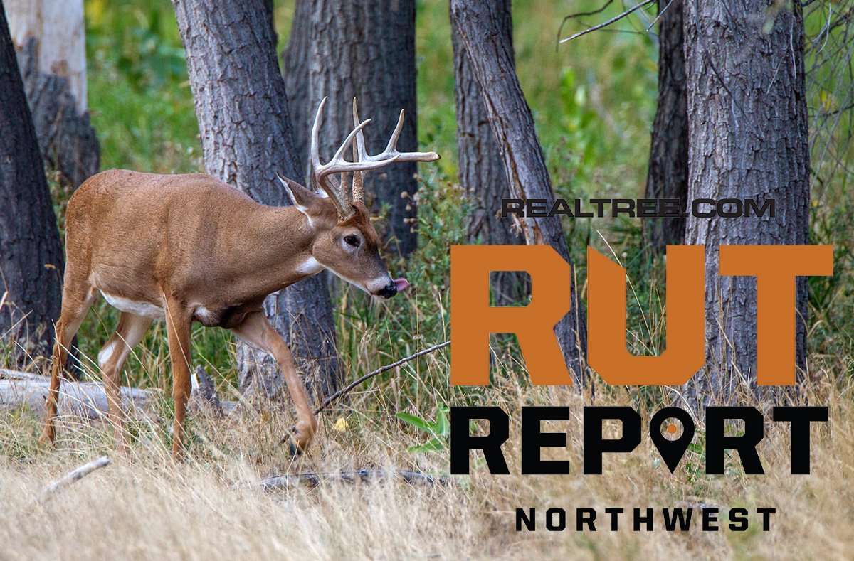 Northwest Rut Report: Heavy Buck Sign in Peak of the Pre-Rut - russell_graves-nw