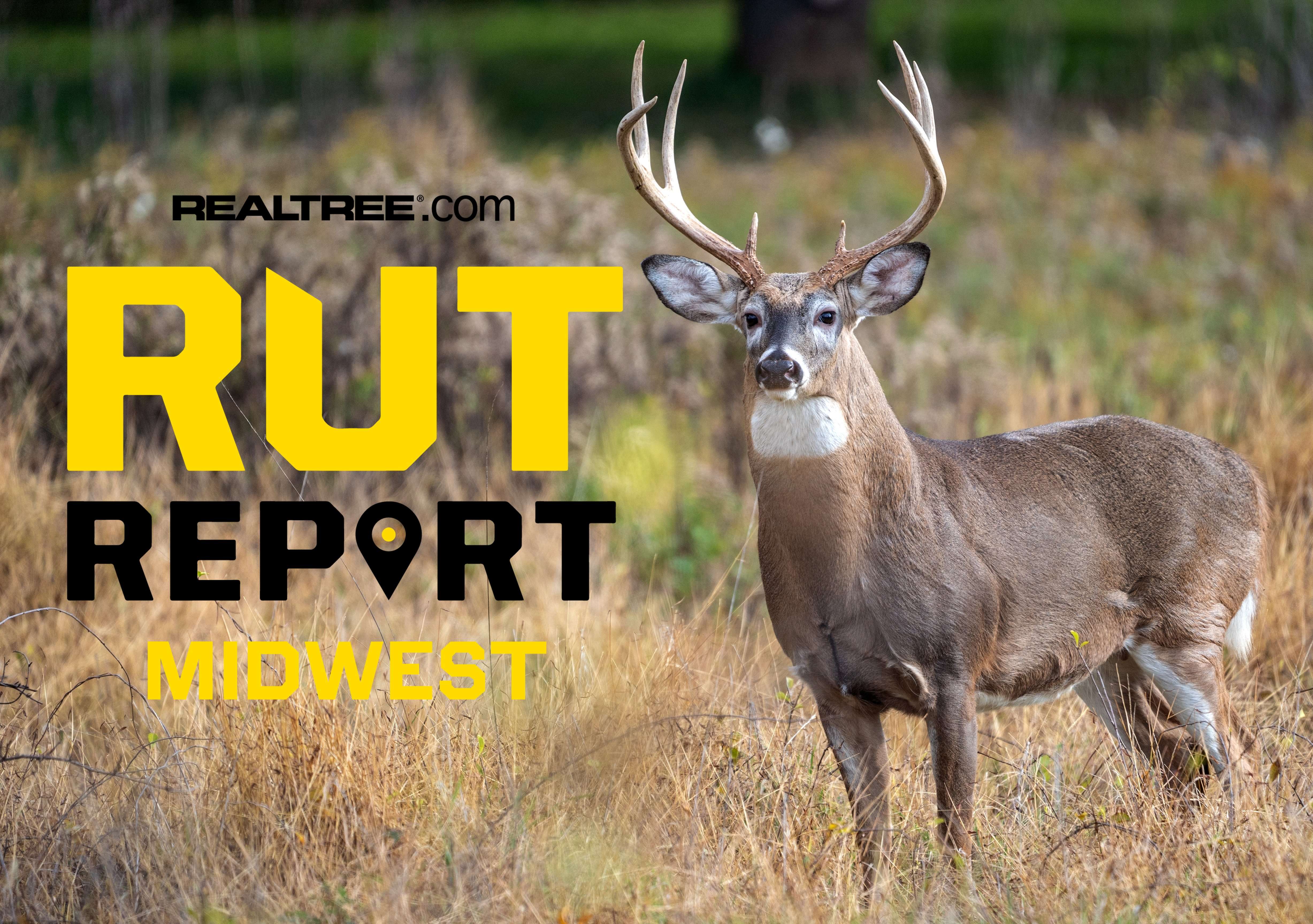 Midwest Rut Report Season Kickoff: Deer on Food Sources, Rubbing and ...