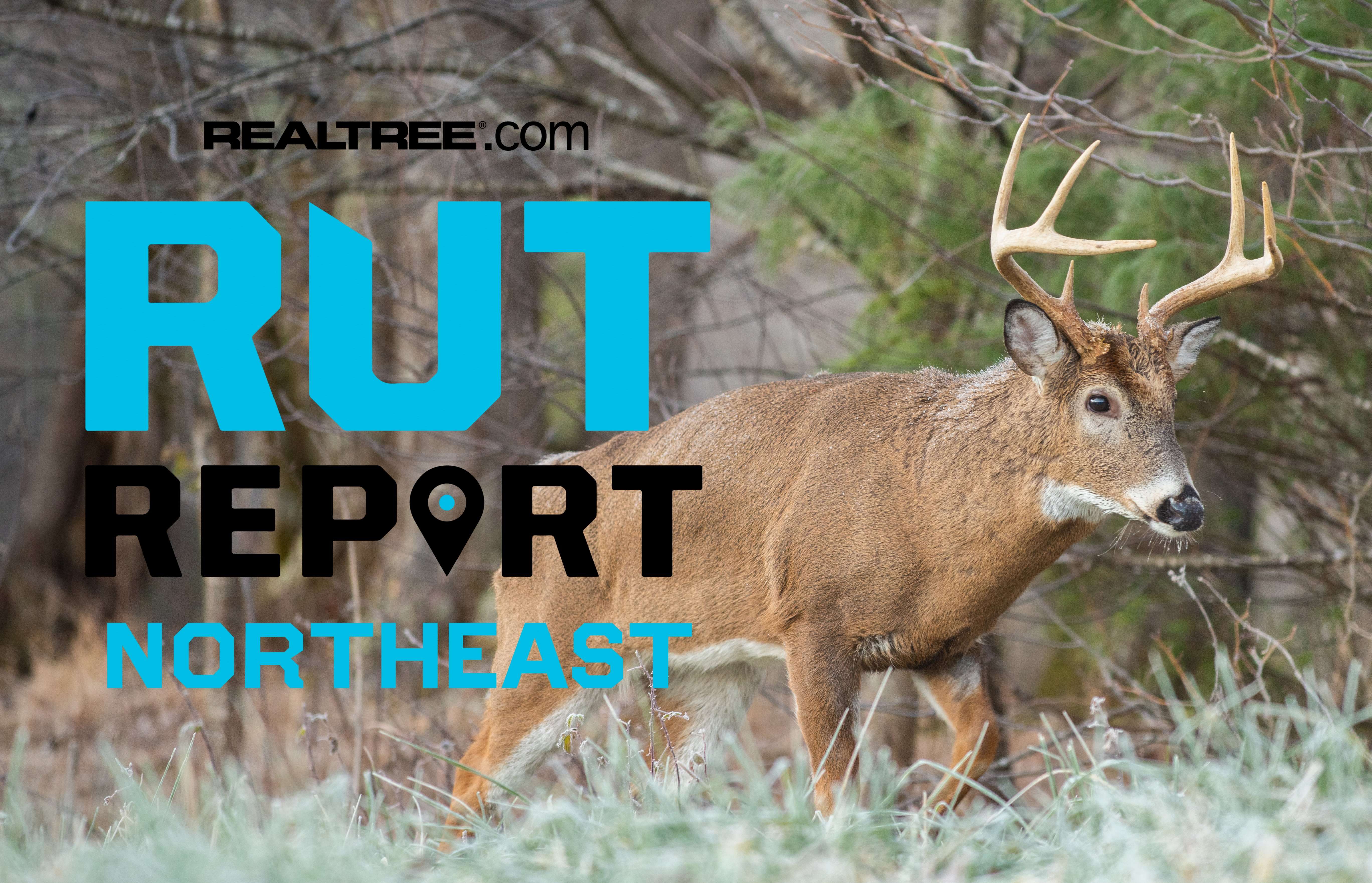 Northeast Rut Report Season Kickoff: Bucks Are Moving Early and Does ...