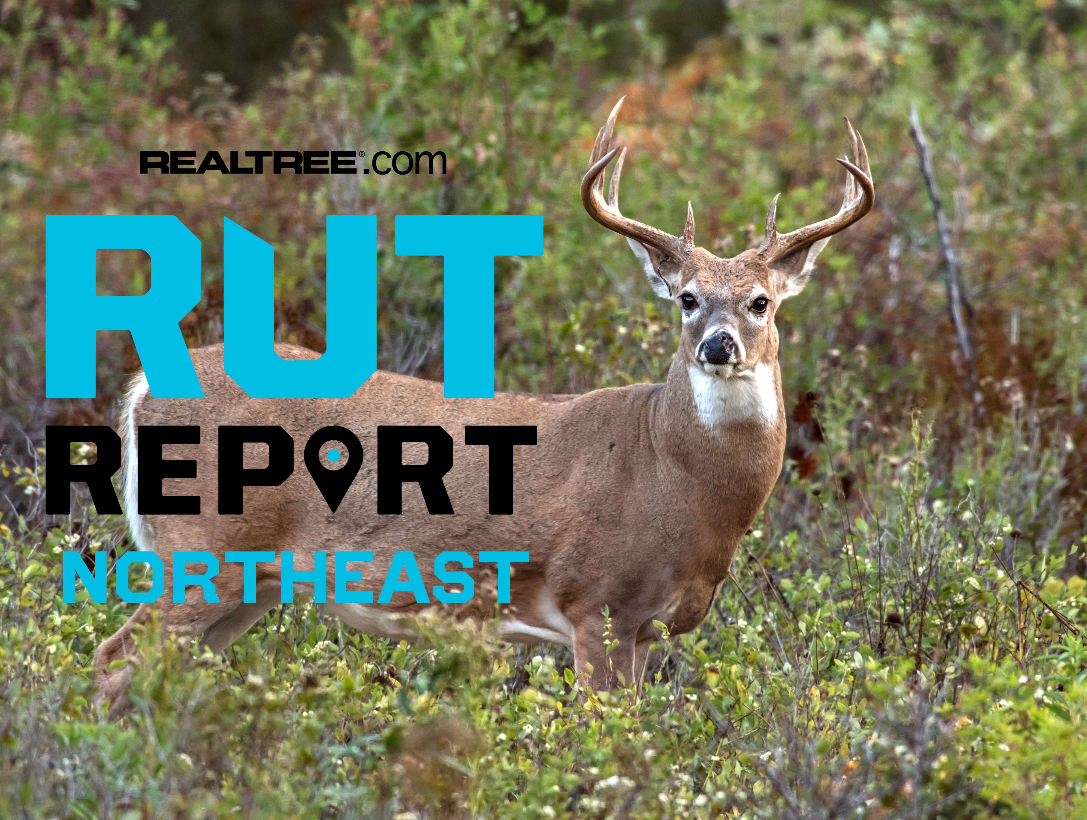 Northeast Rut Report, Week 2: Inching Closer to The Rut - Realtree Camo