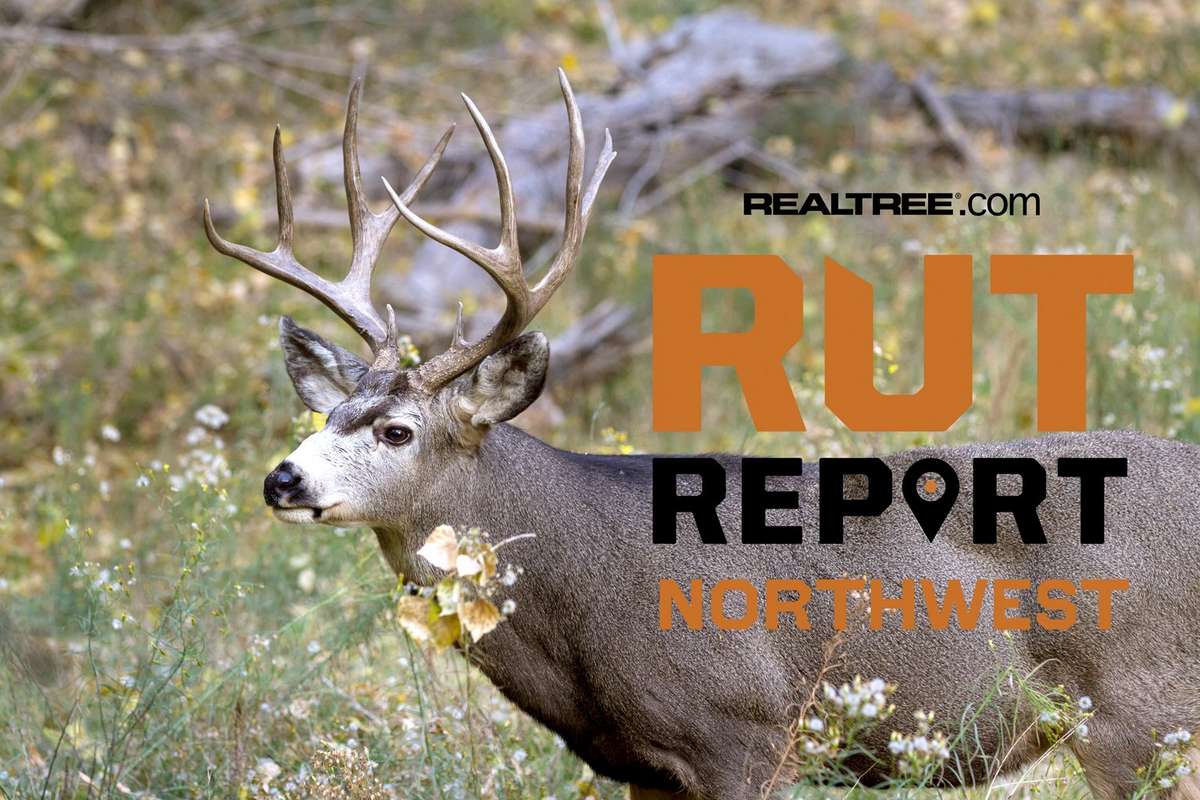 Northwest Rut Report, Week 2: Drought Conditions Are Limiting Hunting ...