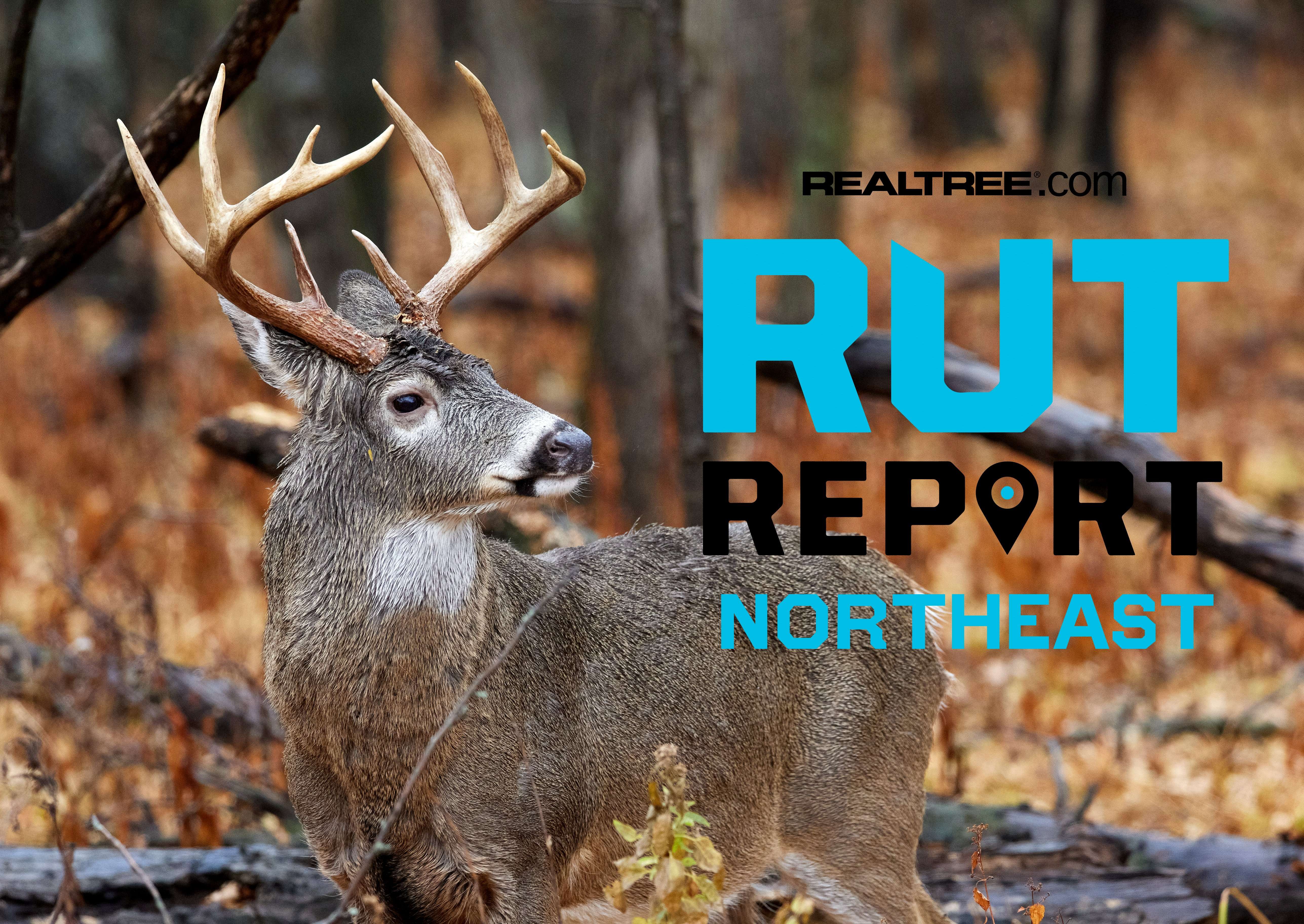 Northeast Rut Report, Week 3: Big Weather Shift and Big Buck Encounters ...