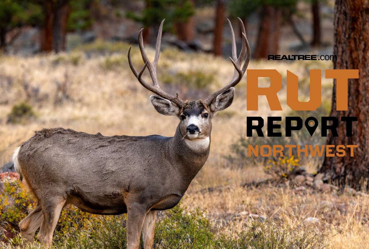 Northwest Rut Report, Week 3: Finally, a Cold Front Arrives - Realtree Camo