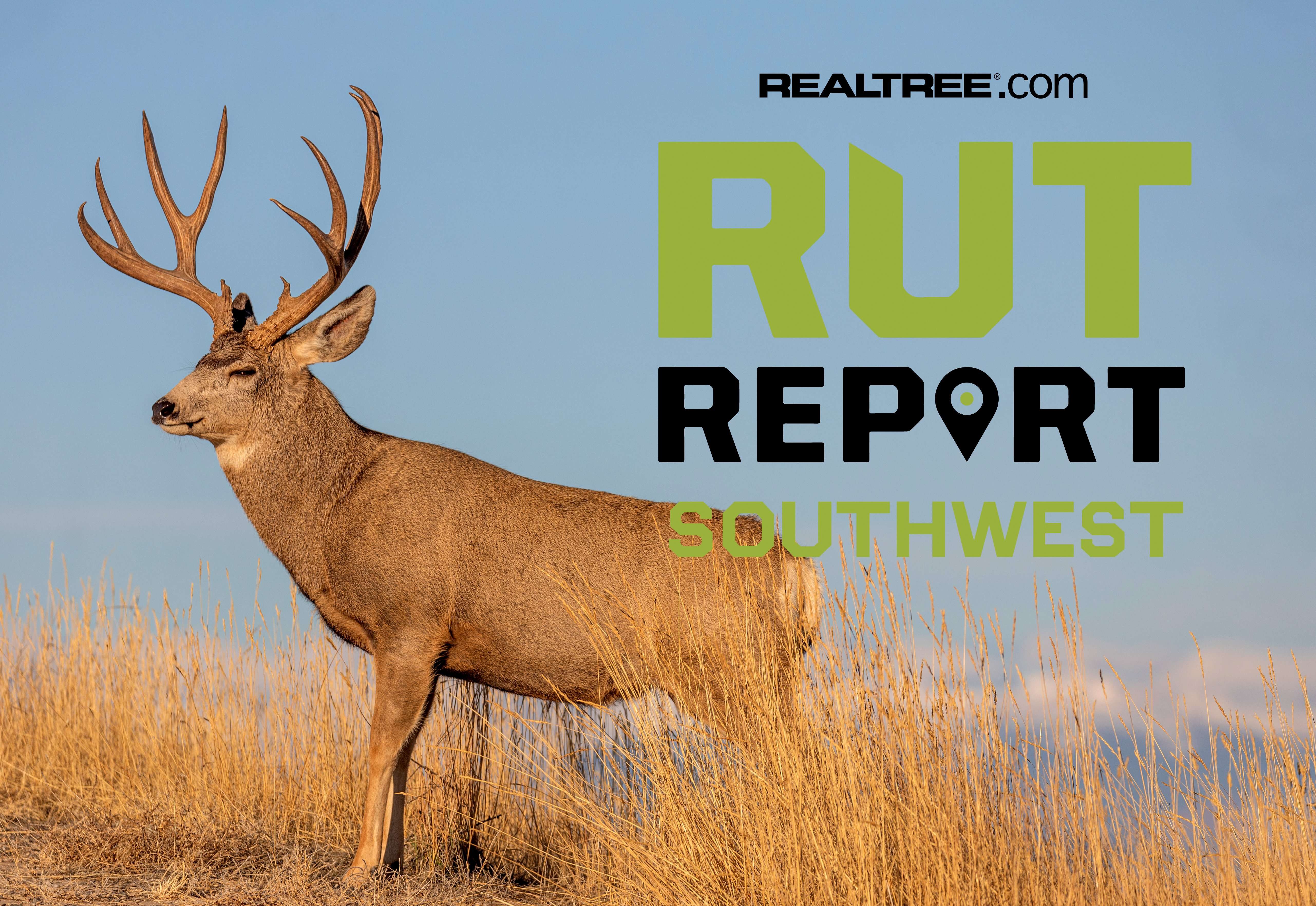 South Texas Rut Southwest Rut Report, Week 3: Texas Hill Country Heating Up - Realtree Camo