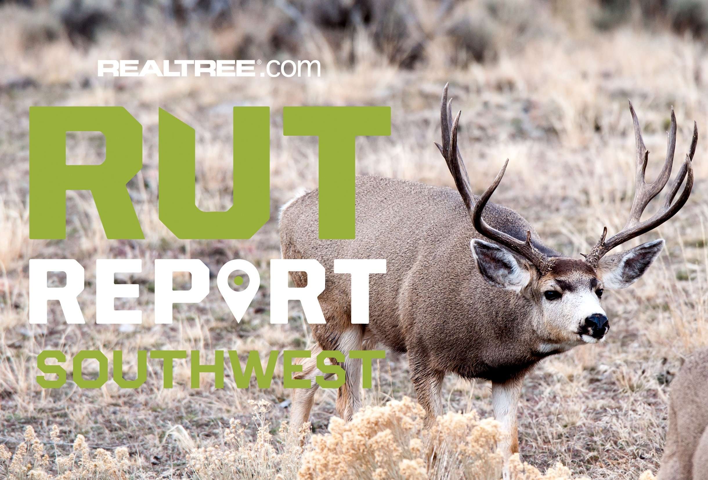 Southwest Rut Report, Week 4: Texas Hill Country Rut in Full Swing ...