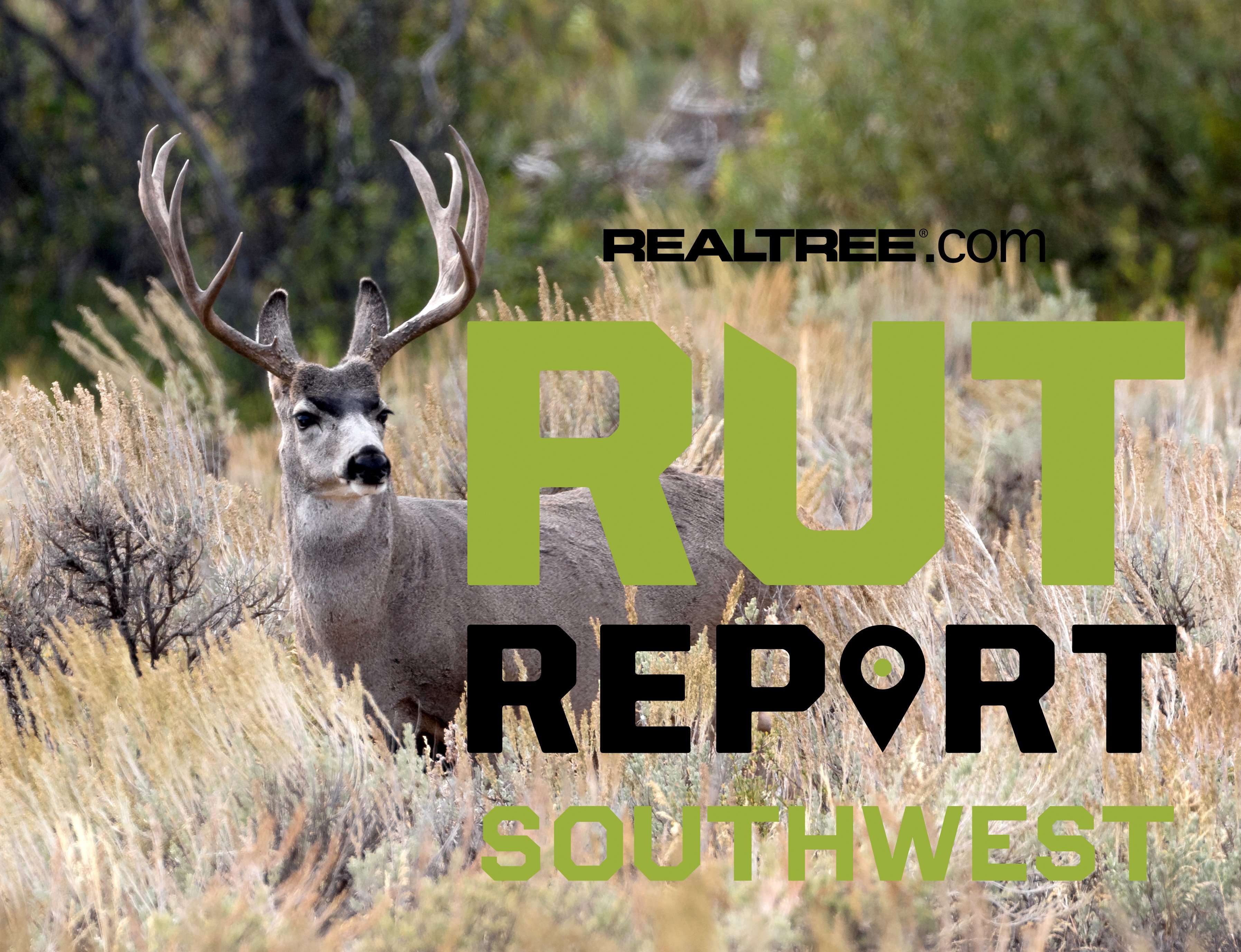 Southwest Rut Report, Week 2: We’re Just Weeks Away From the Deer Rut ...