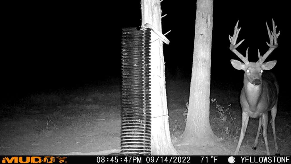 The deer was a regular on Leftwich's hunting grounds. Image courtesy of Sara Leftwich The deer was a regular on Leftwich's hunting grounds. Image courtesy of Sara Leftwich