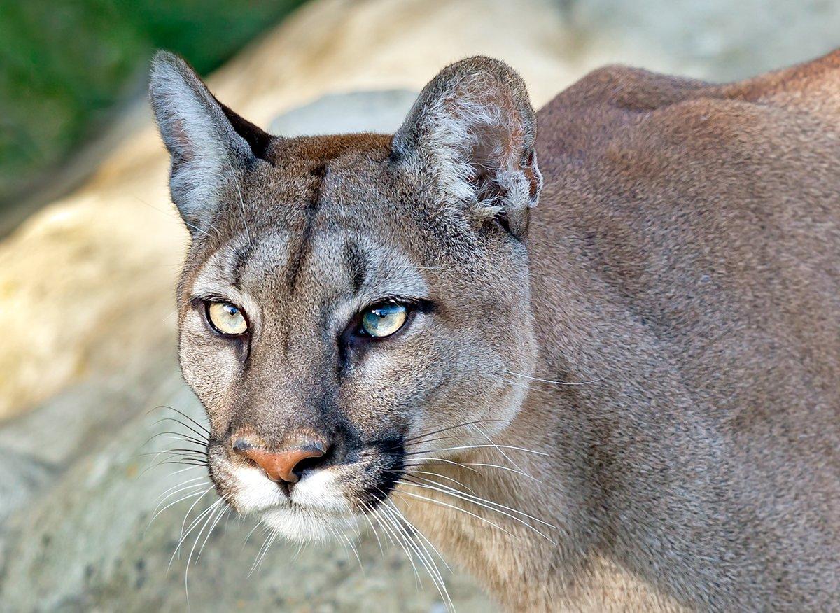 Mountain lions in an Austin, Texas, city park? A man breaking a cougar's neck? Not so fast. Photo © Sarah Cheriton-Jones/Shutterstock