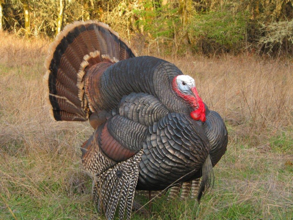 Full Strut turkey Calls