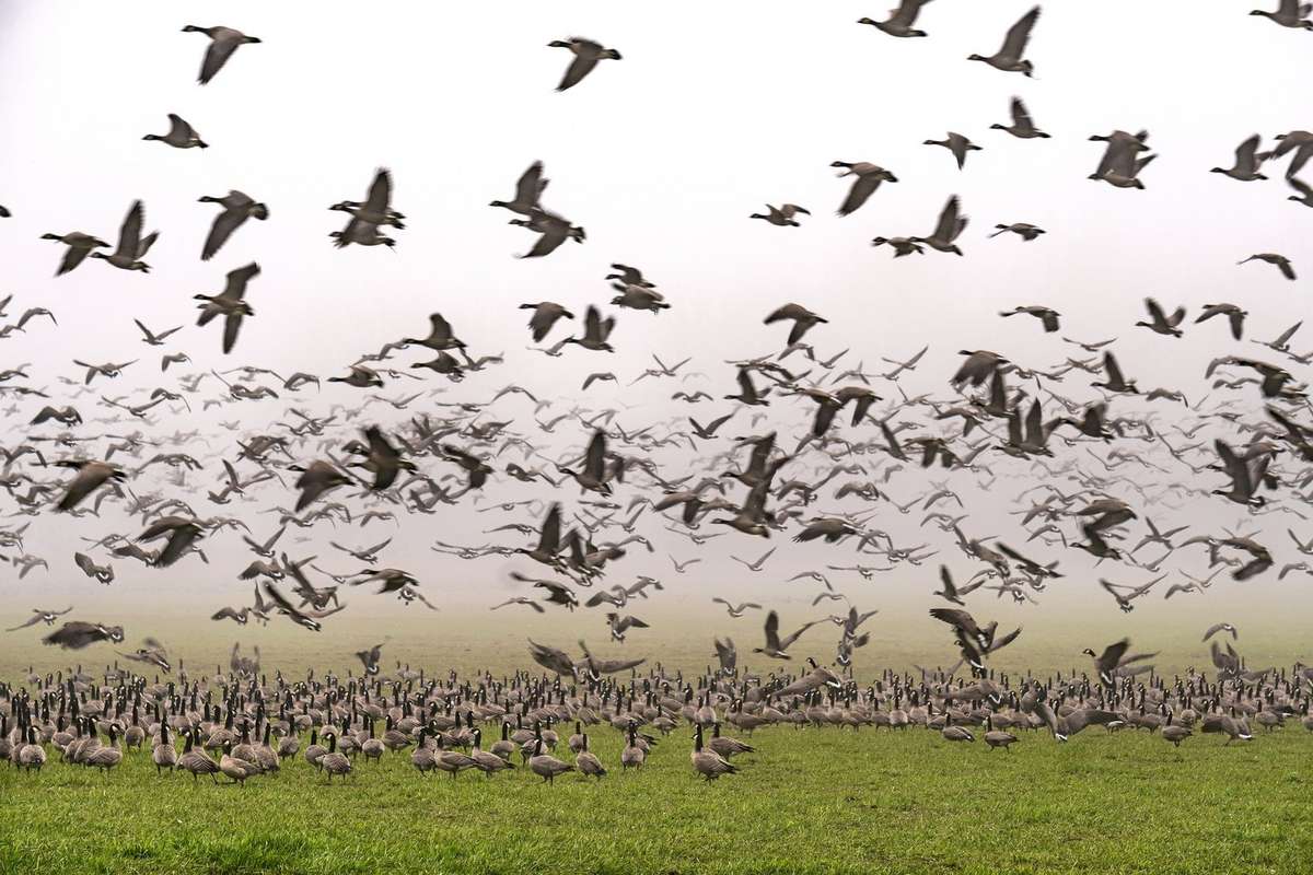 How to Really Screw Up a September Goose Hunt - Realtree Camo