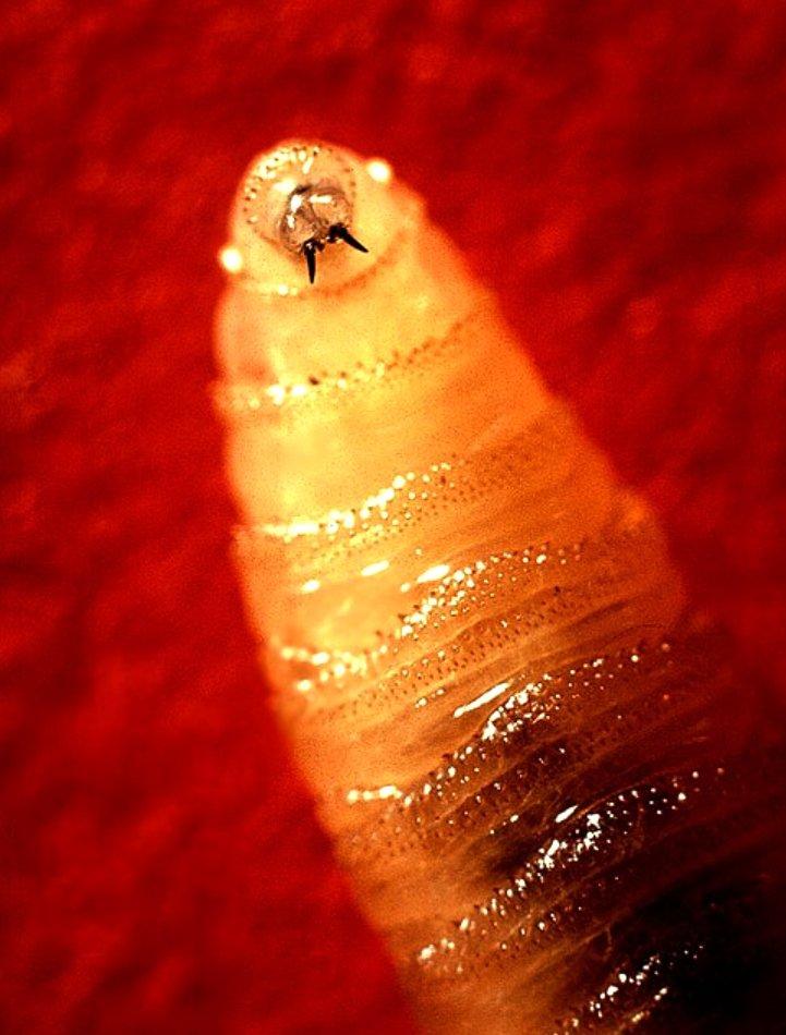 Image: screw_worm_2
