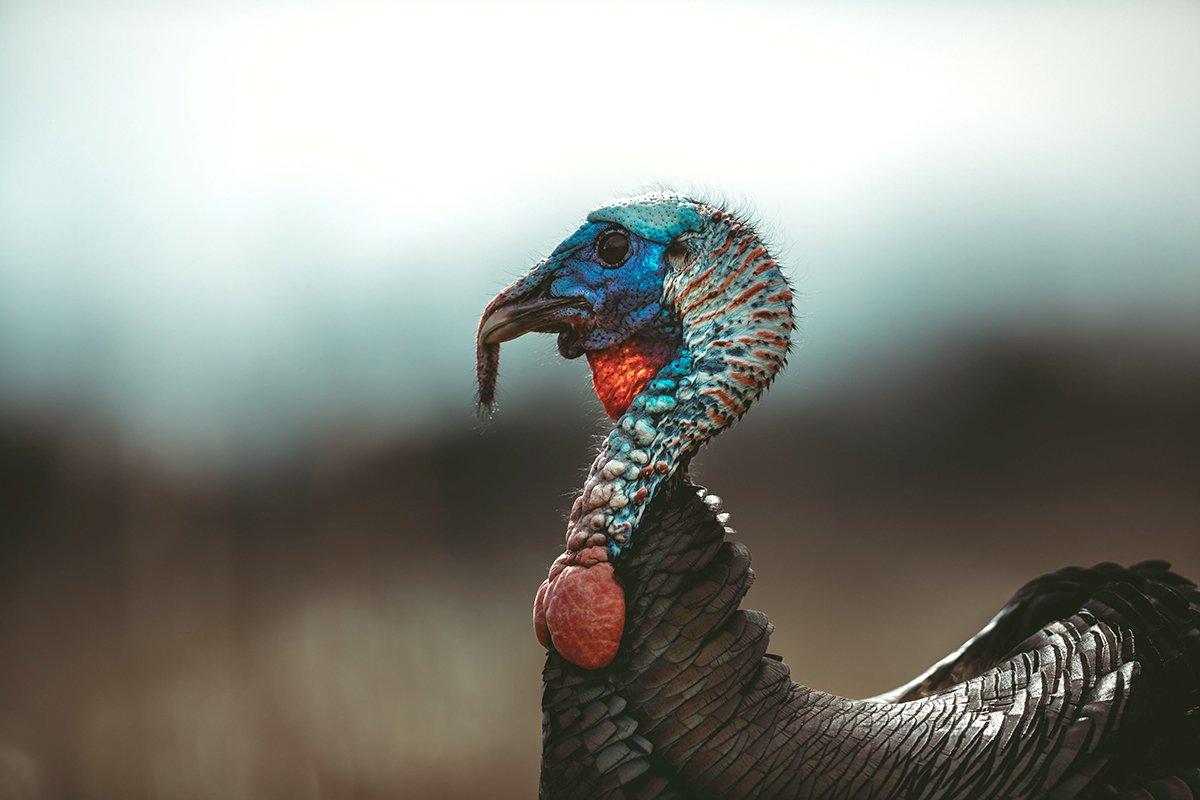 As the legendary Archibald Rutledge once wrote, The turkey's eyes are such that he can see a bumblebee turn a somersault on the verge of the horizon. Camo up. Image by Kerry B. Wix