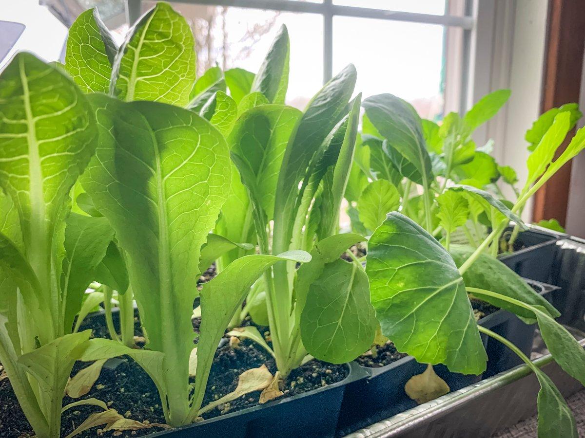 Start your seedlings indoors before planting. © Michael Pendley photo