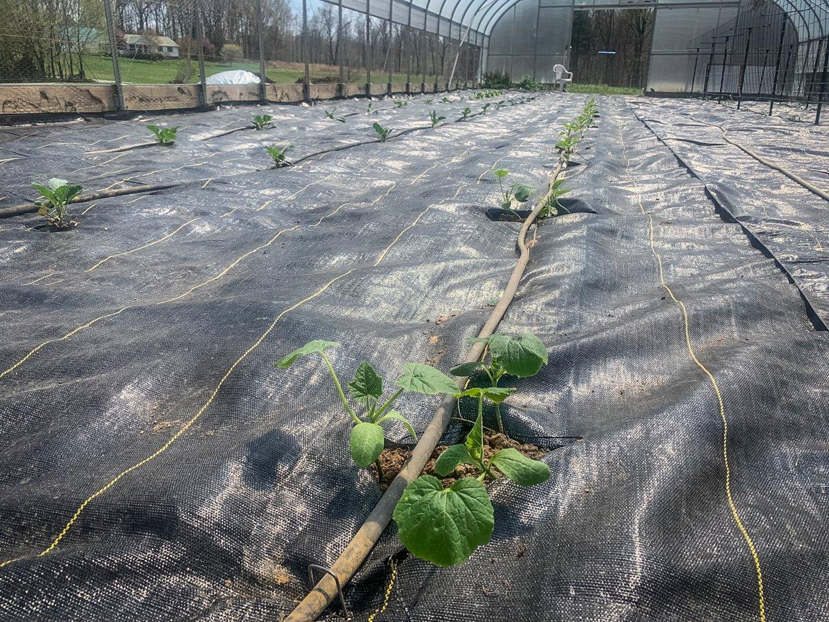 Seedlings in weed fabric. © Michael Pendley photo