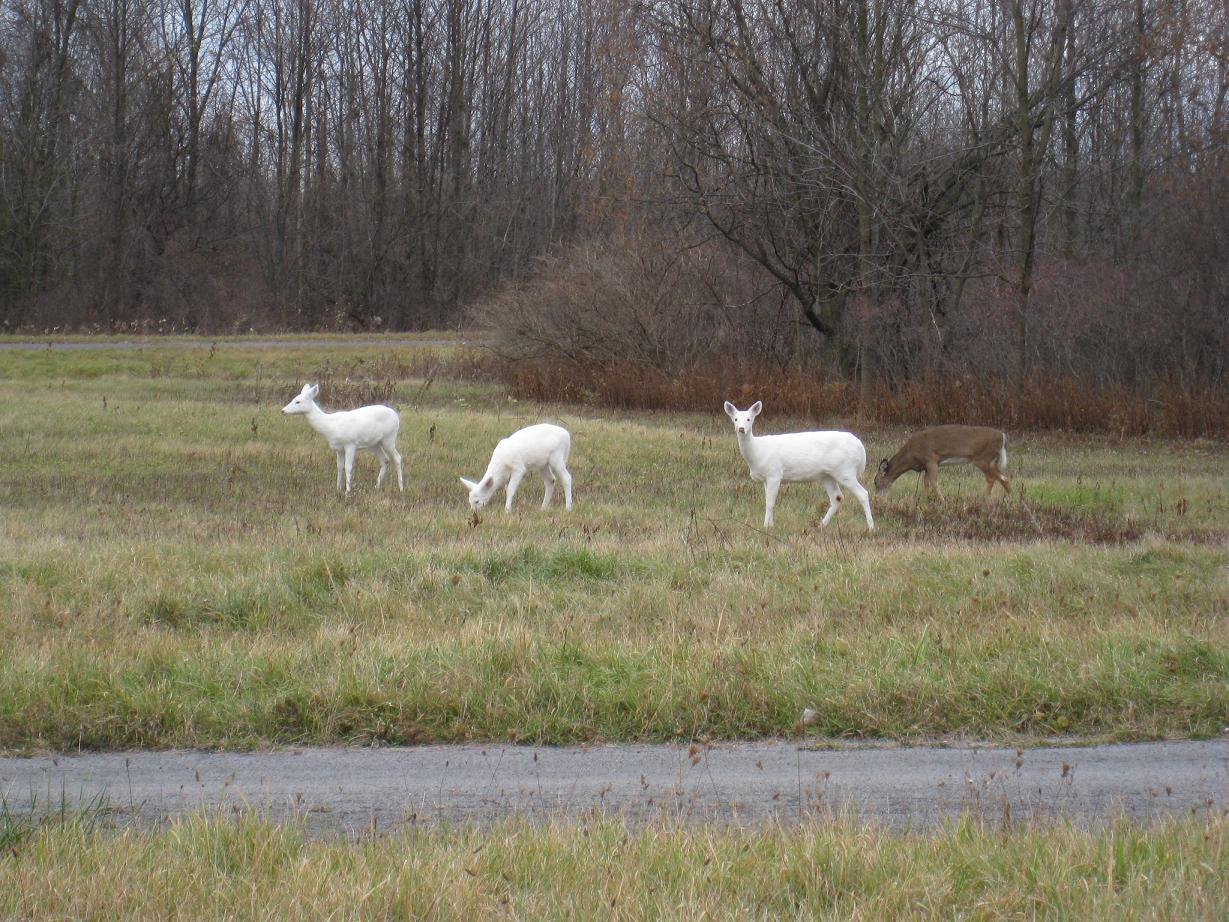 The Seneca Army Depot has the largest known population of white white-tailed deer.