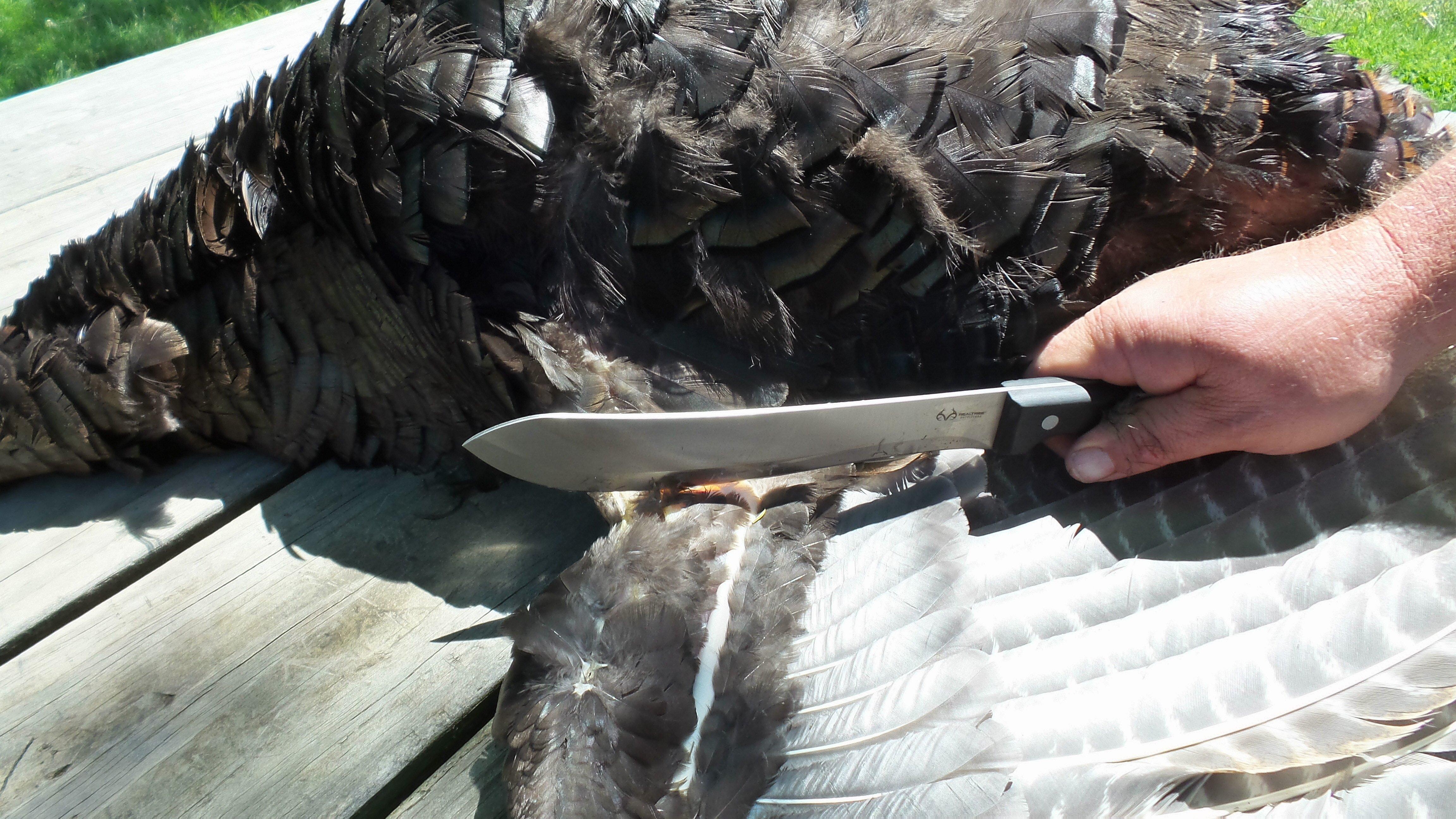 Sever the wings at the first joint before dipping the bird in hot water.